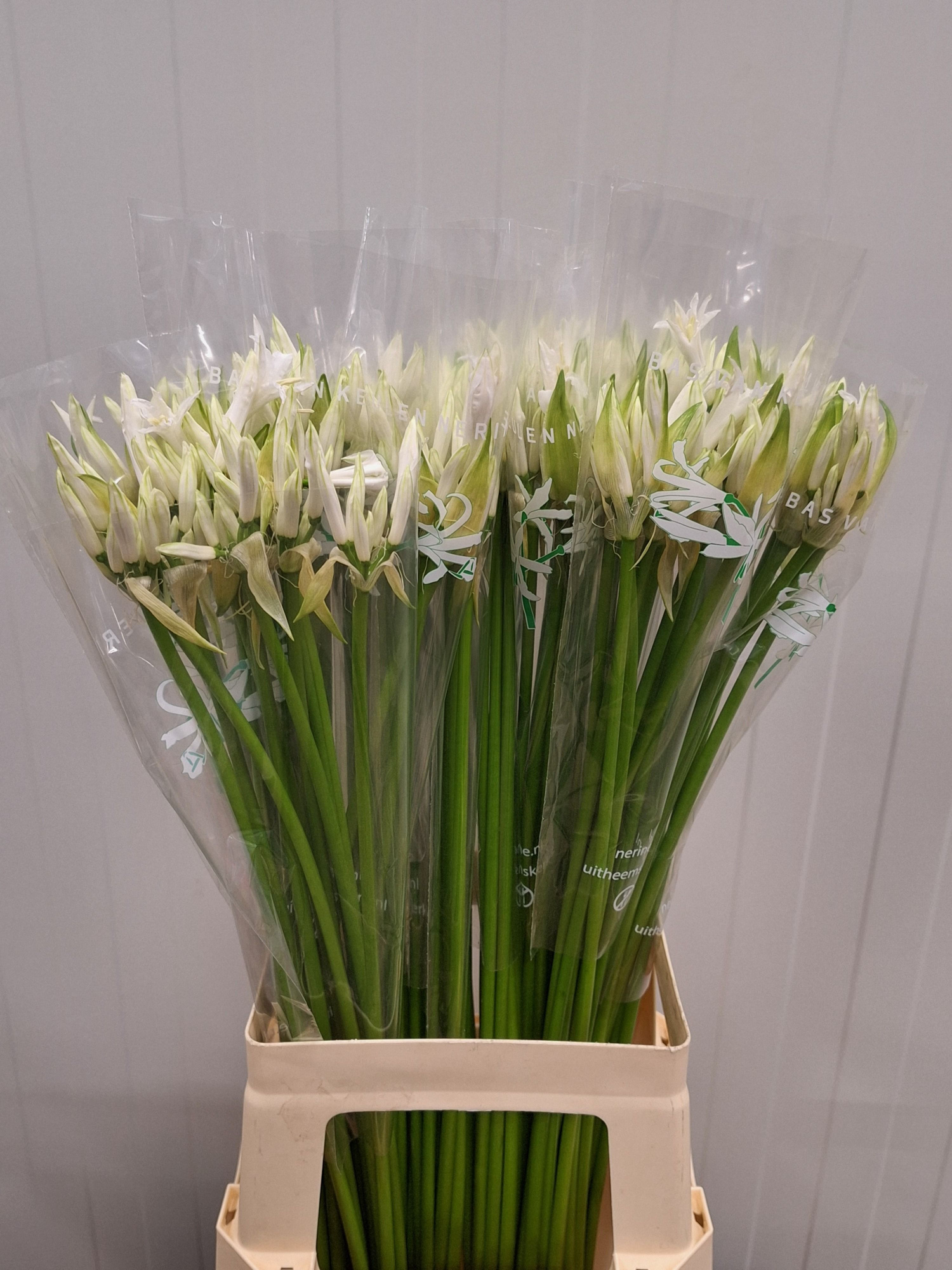 Нерине Адель 70, шт.