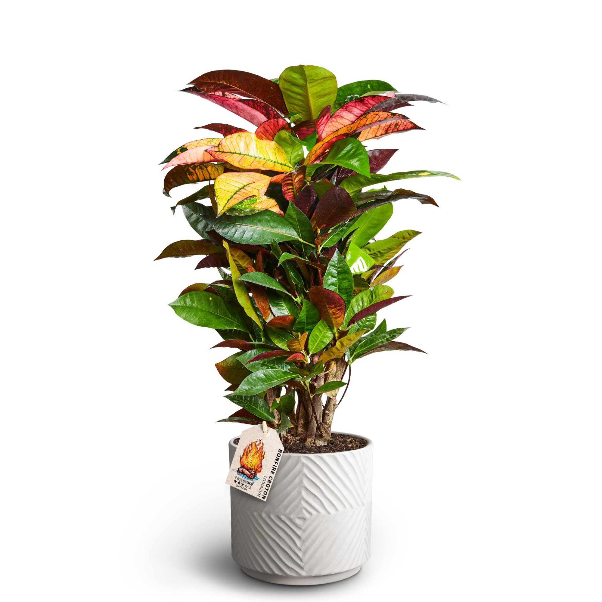 Dune Sand, Codiaeum ´Iceton´, D 19