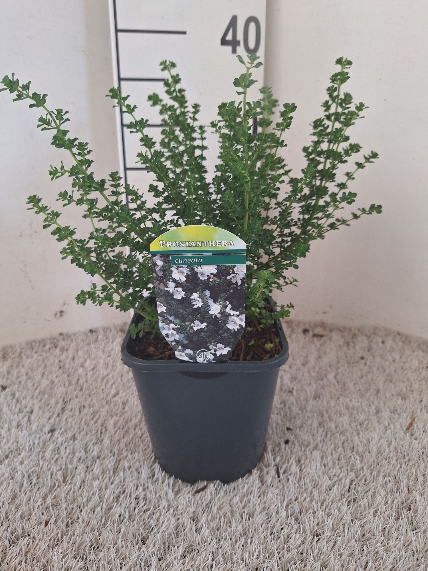 Prostanthera cuneata, D 17