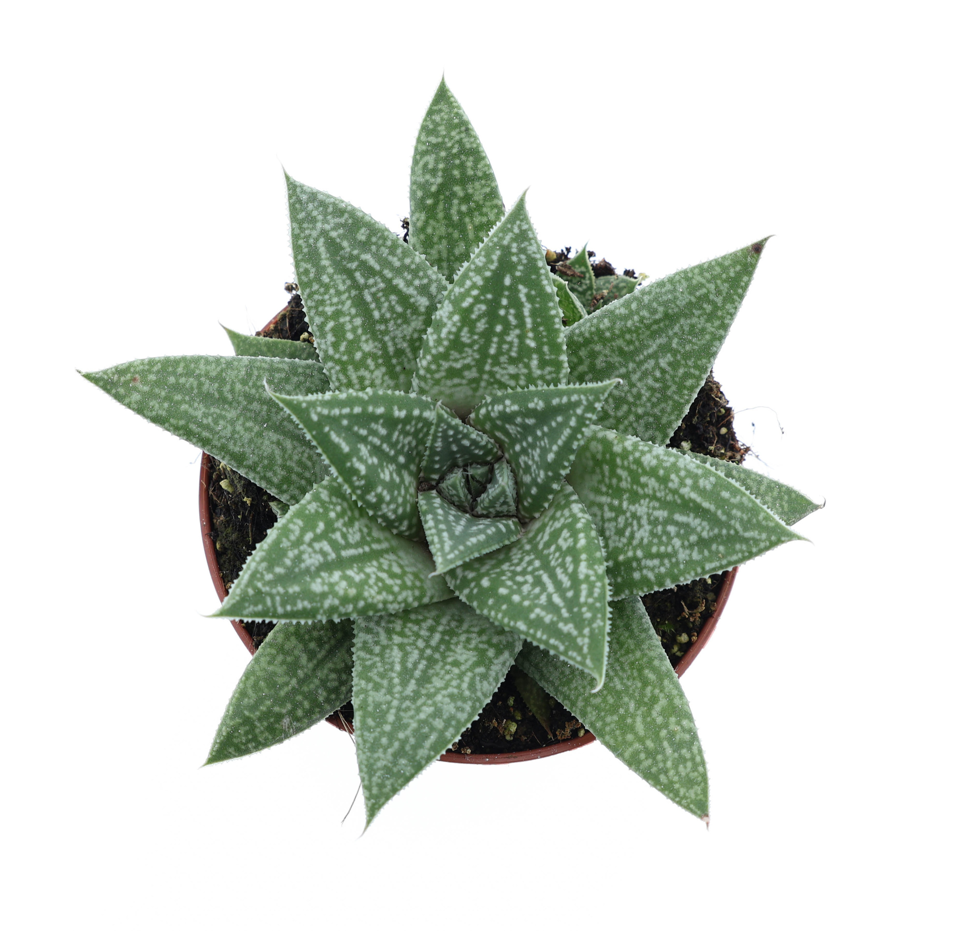 Gasteria Blue Moon, D 8,5 cm