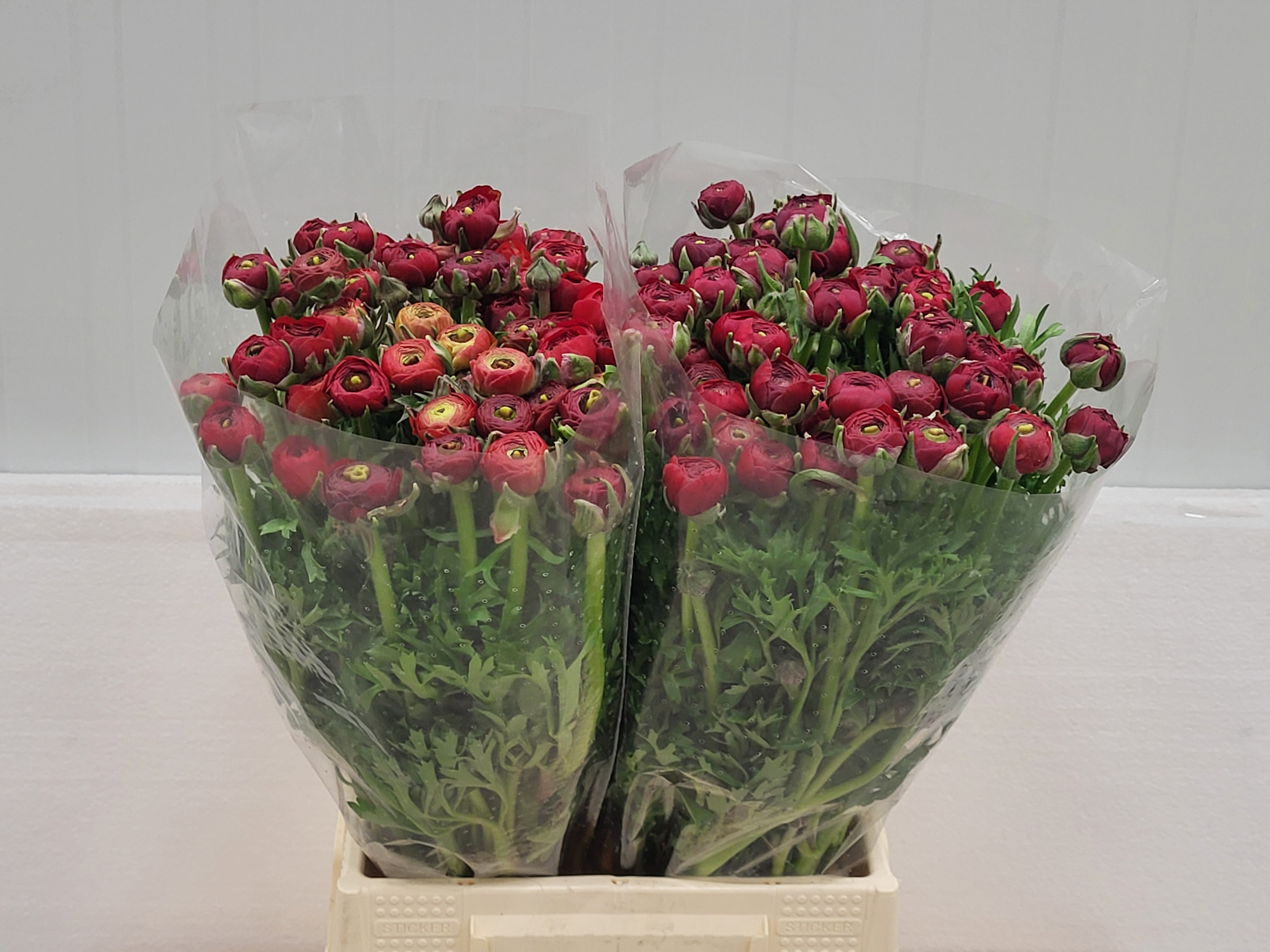 Ранункулус Элеганс Рэд 45, шт.