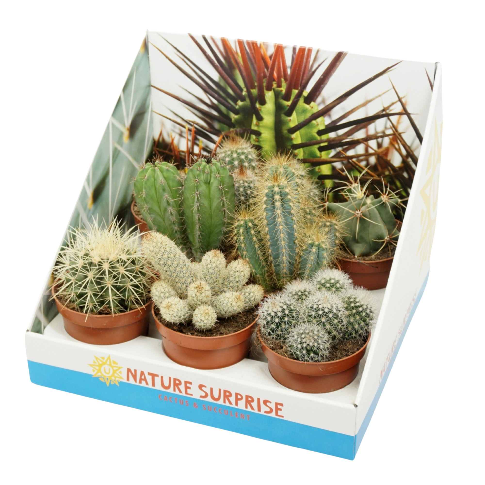 Cactus mix 8,5 cm in 8 gaats tray in presentatiedoos, D 8,5