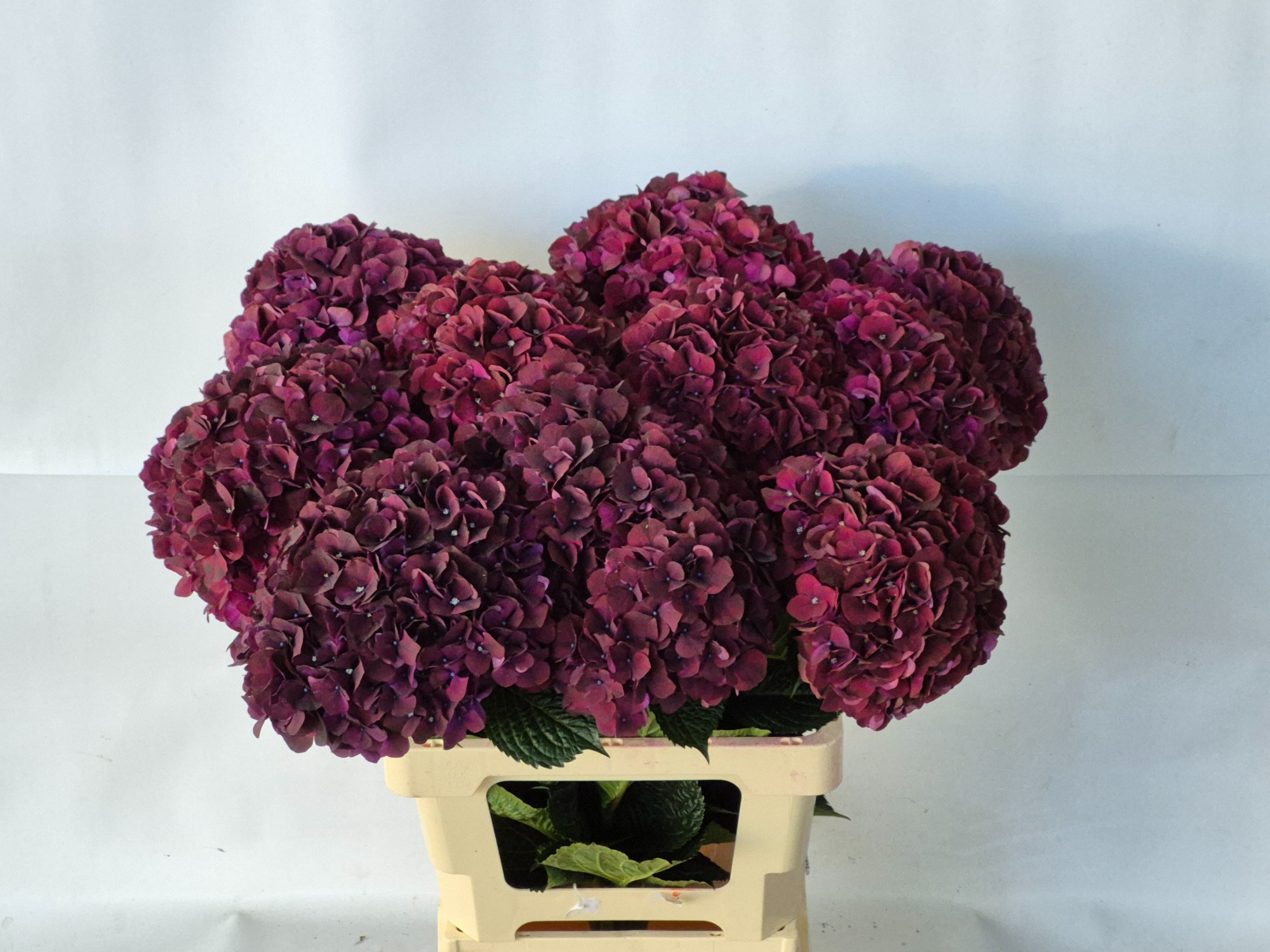 Гортензия Мэджикал Дарк Руби 60, шт.