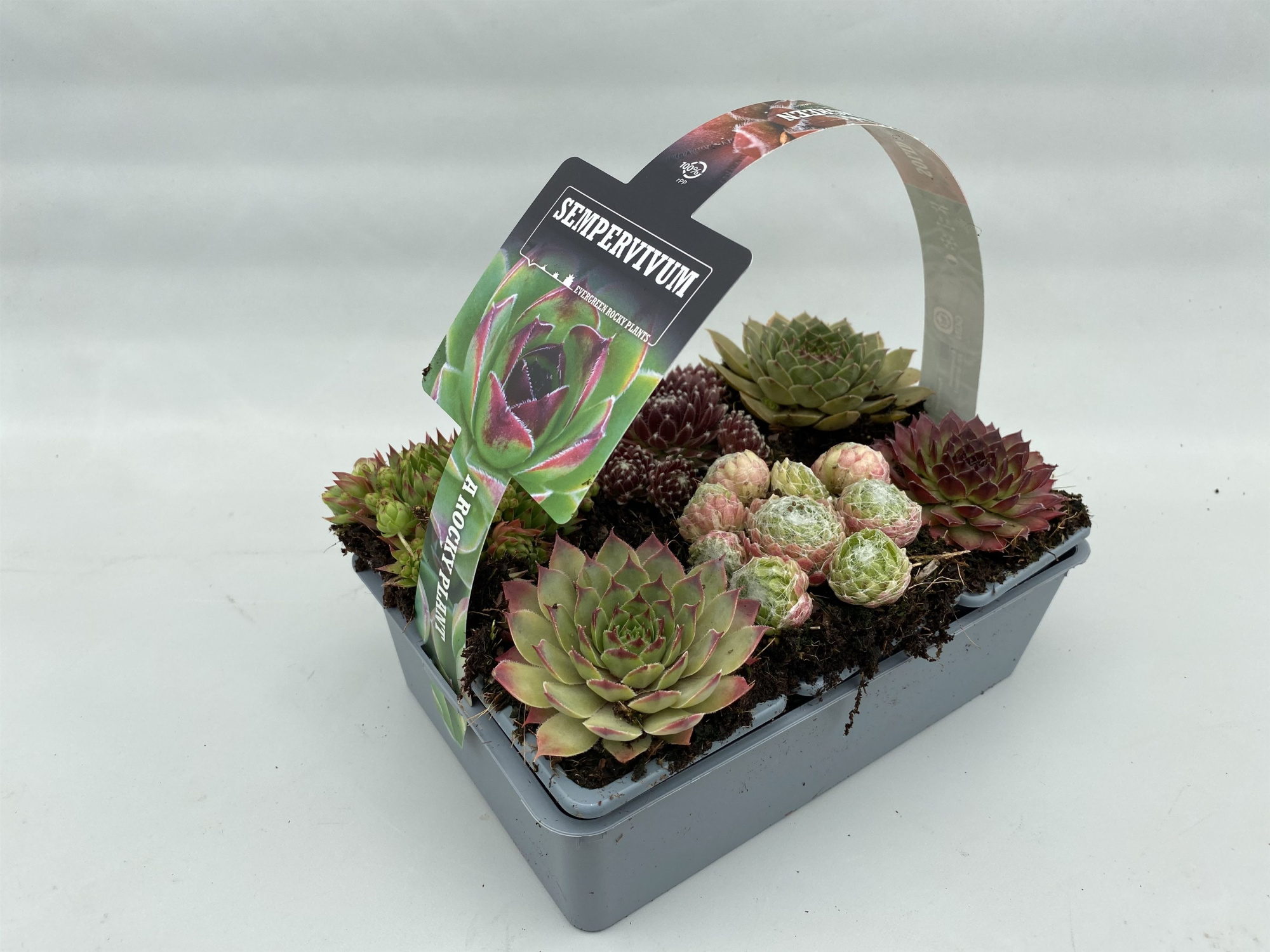 Sempervivum 6-pack 7cm, D 7 cm