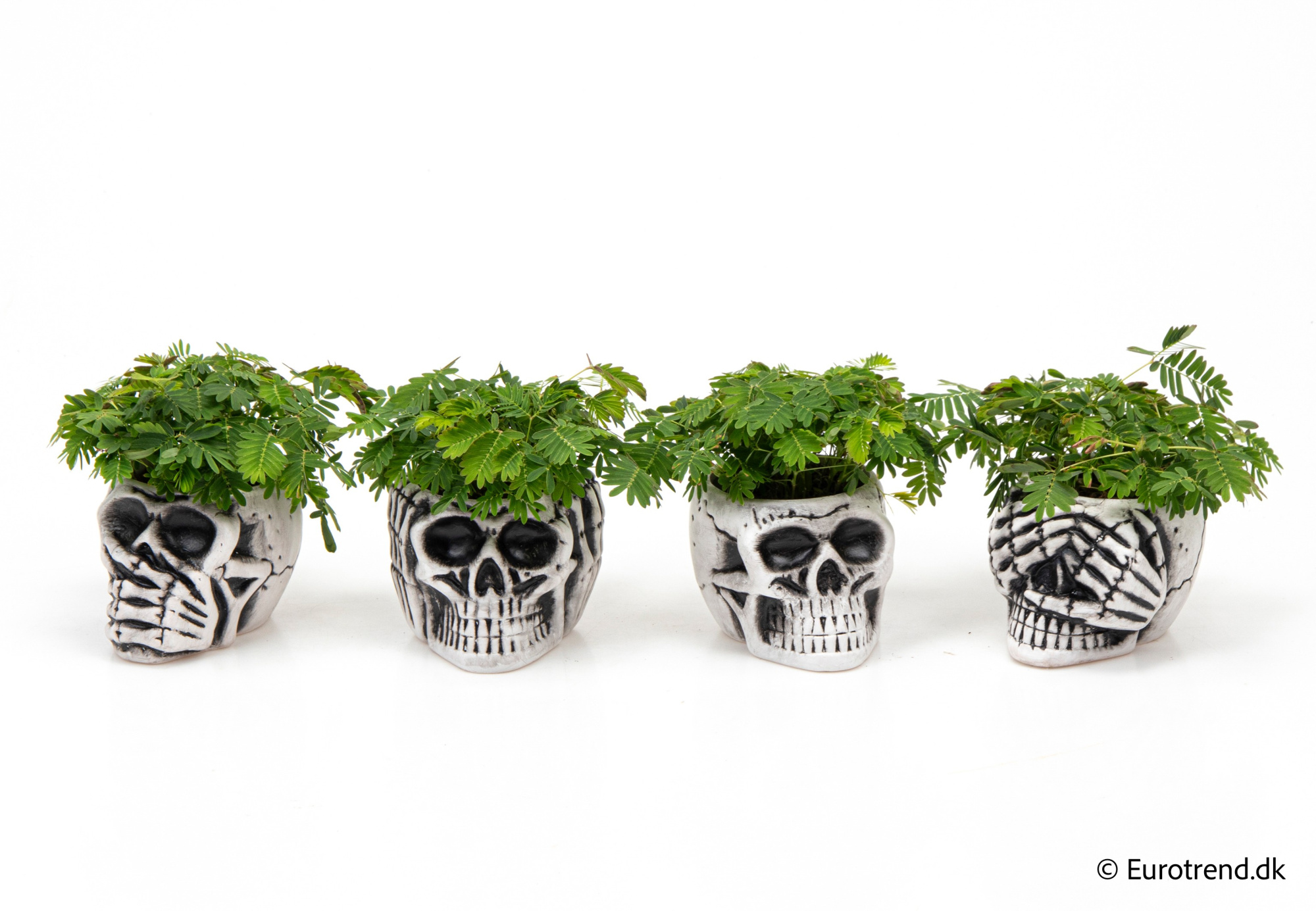 Mimosa in Halloween ceramic 2025, D 6 cm