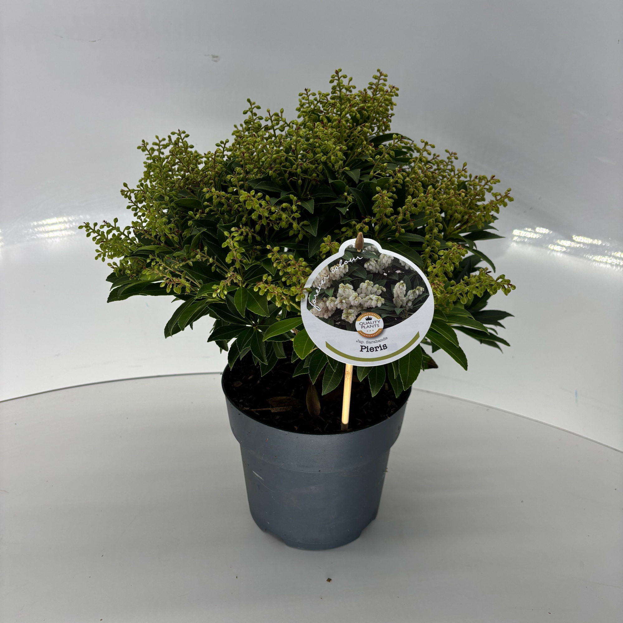 Pieris japonica 'Sarabande', D 17