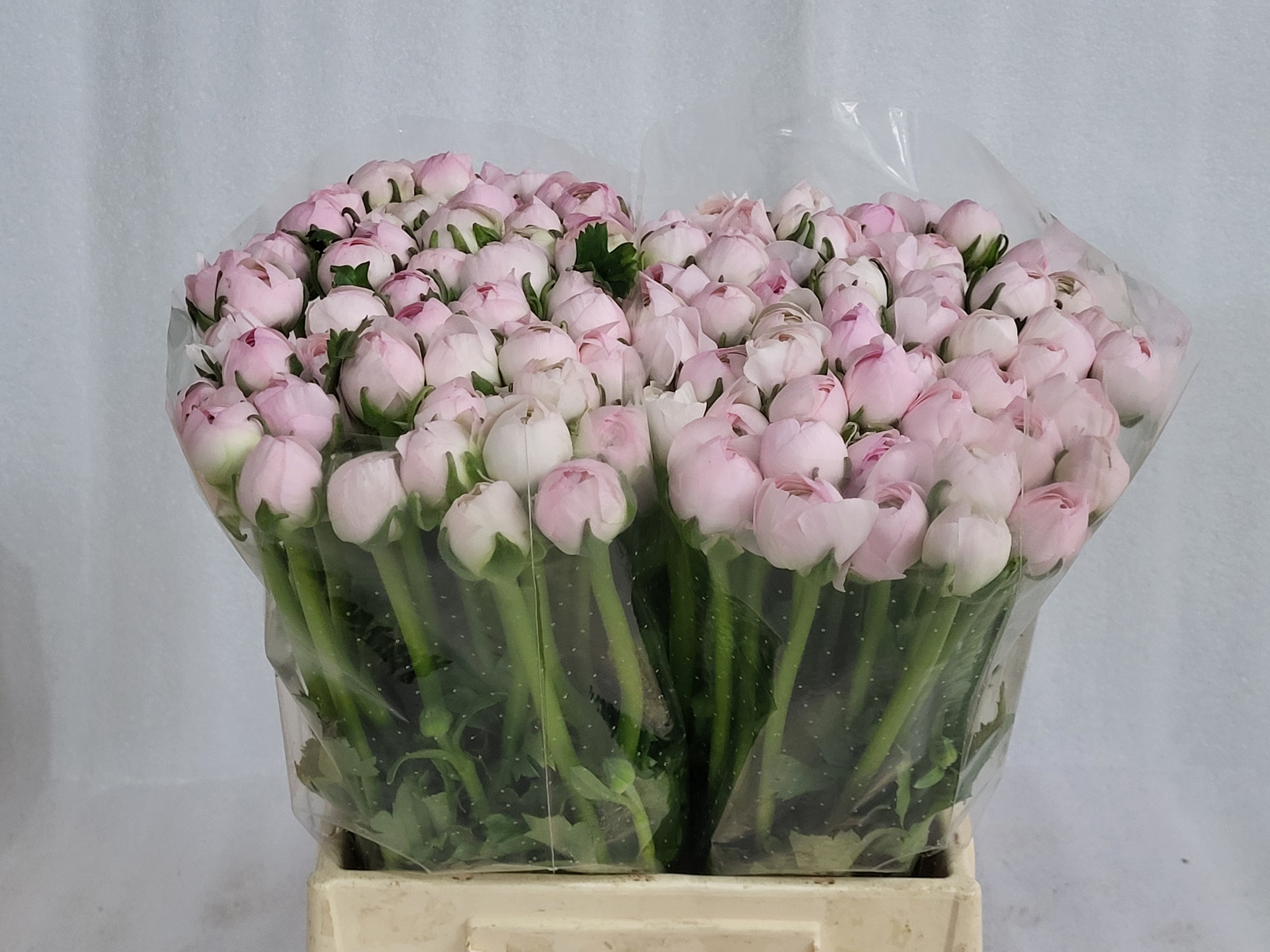 Ранункулус Саксесс Леди 45, шт.