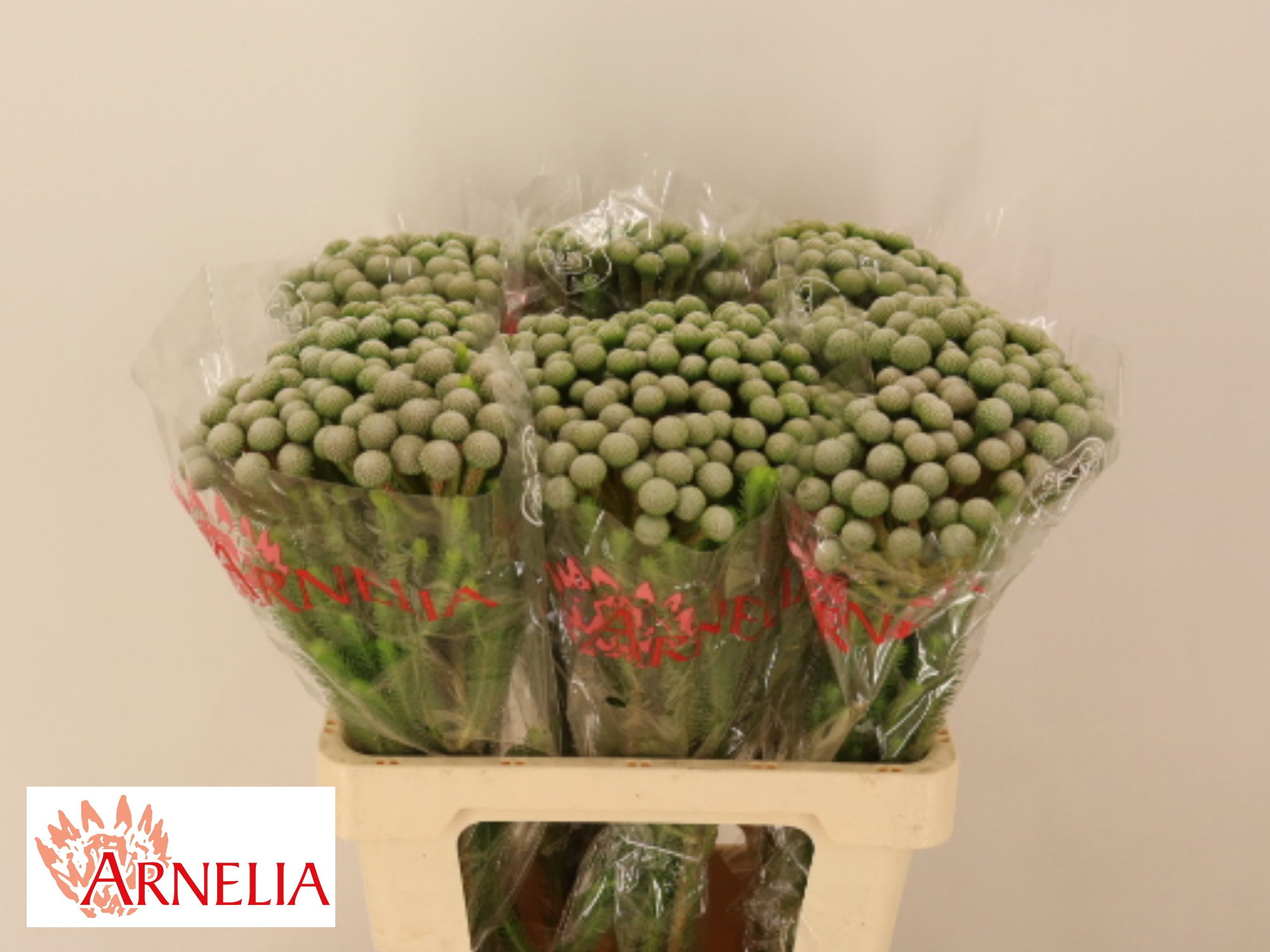 Бруния Айова Сильвер Мун 60, шт.