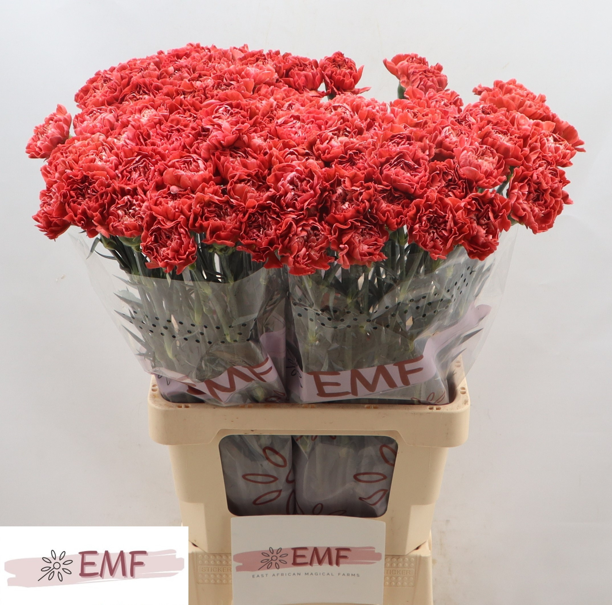 Диантус од. Мисс Фабулус, шт.