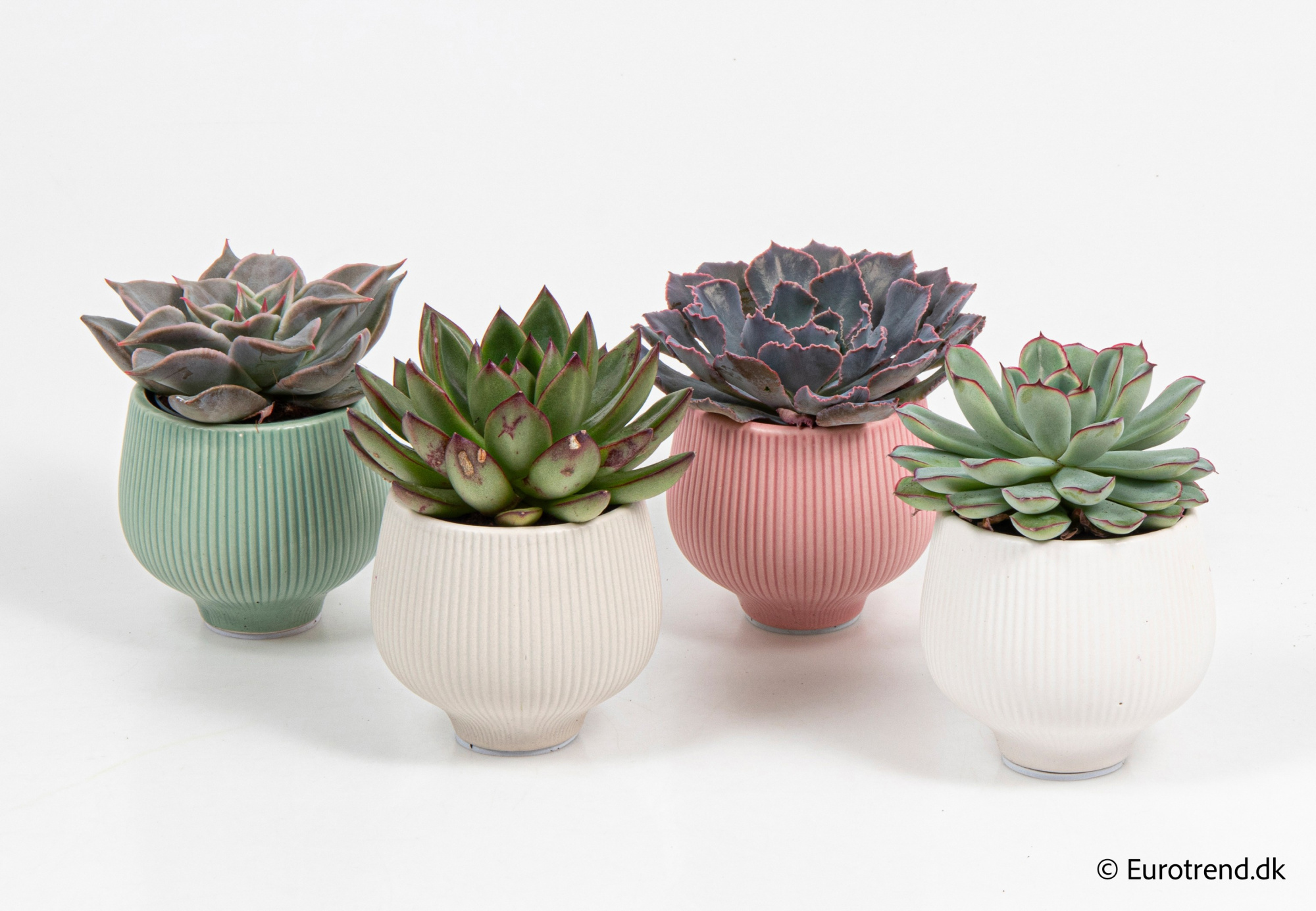 Echeveria mix in New Look ceramic 2026, D 6