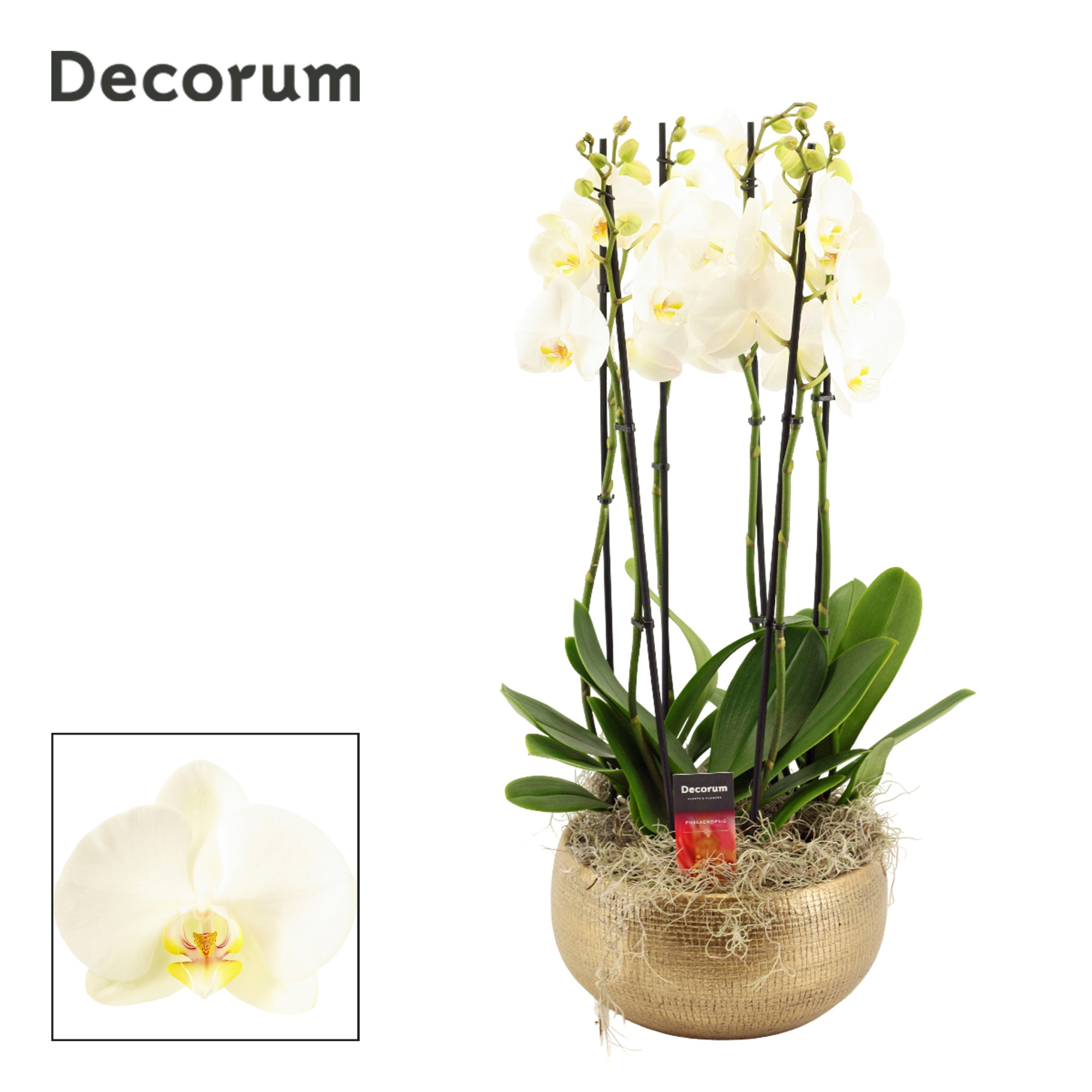 Aurelie 6 tak symphony white (Deco-collection), D 27