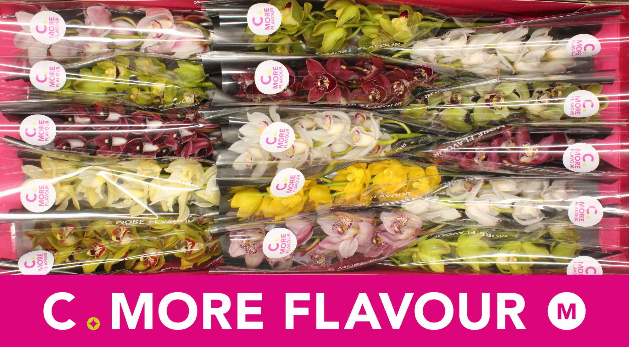 Цимбидиум мини Микс x15 50, шт.