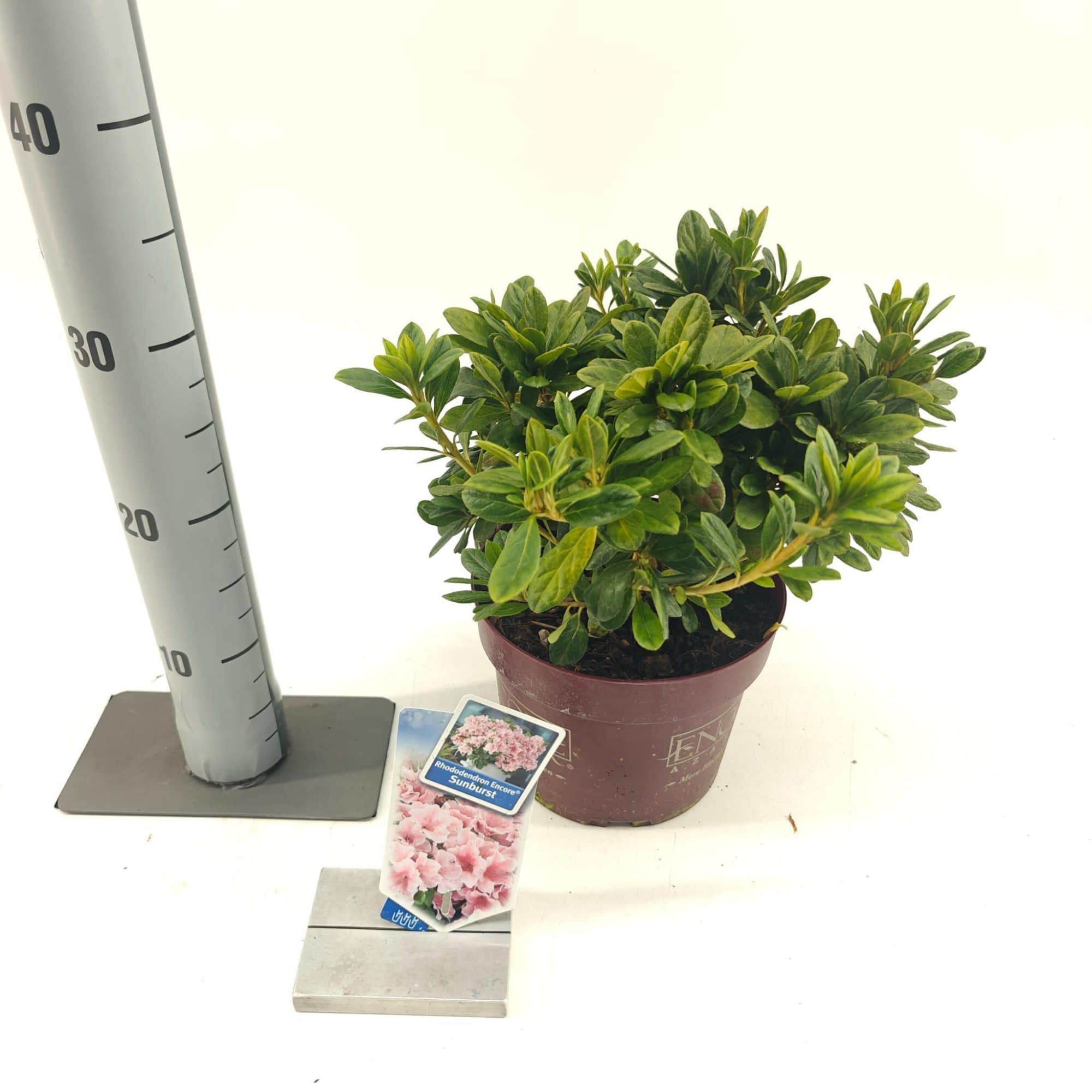 Rhododendron ENCORE® Sunburst ('Roblet'PBR), D 19