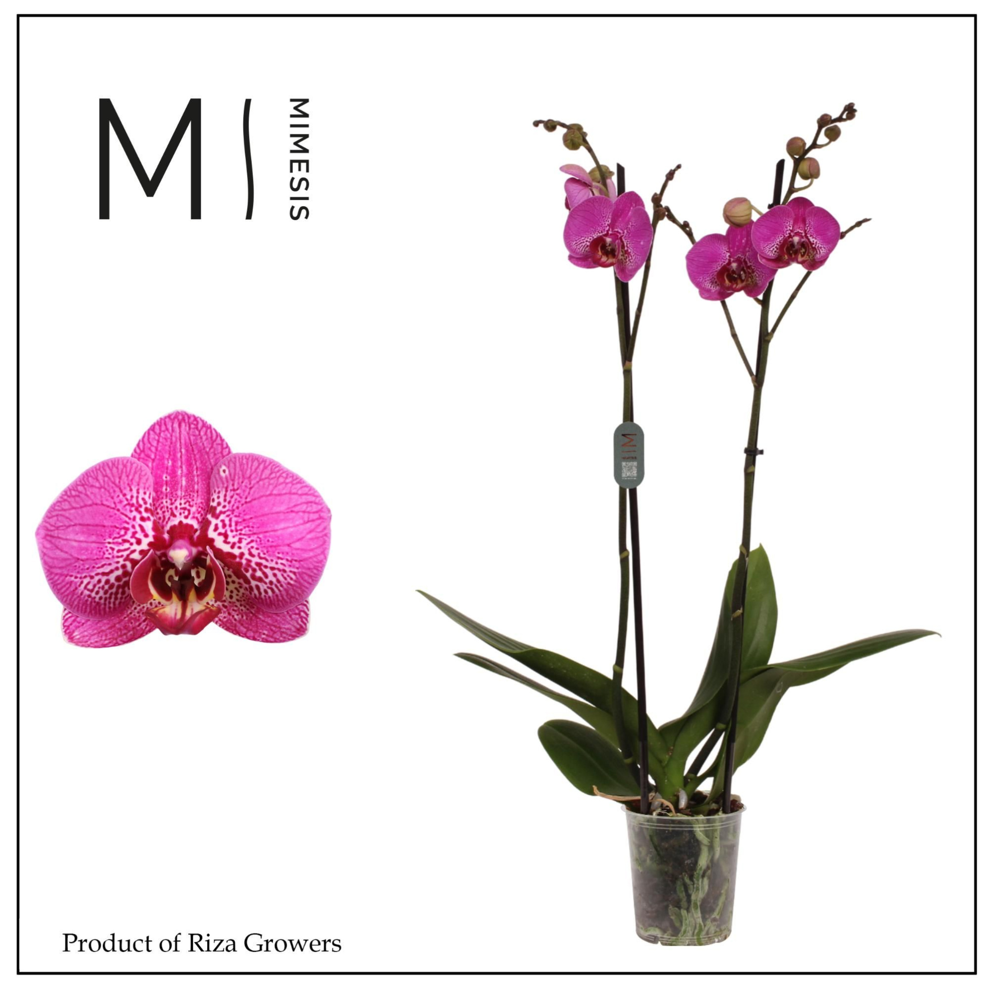 Mimesis Phal. Street Spirit - 2 spike 12cm, D 12 cm