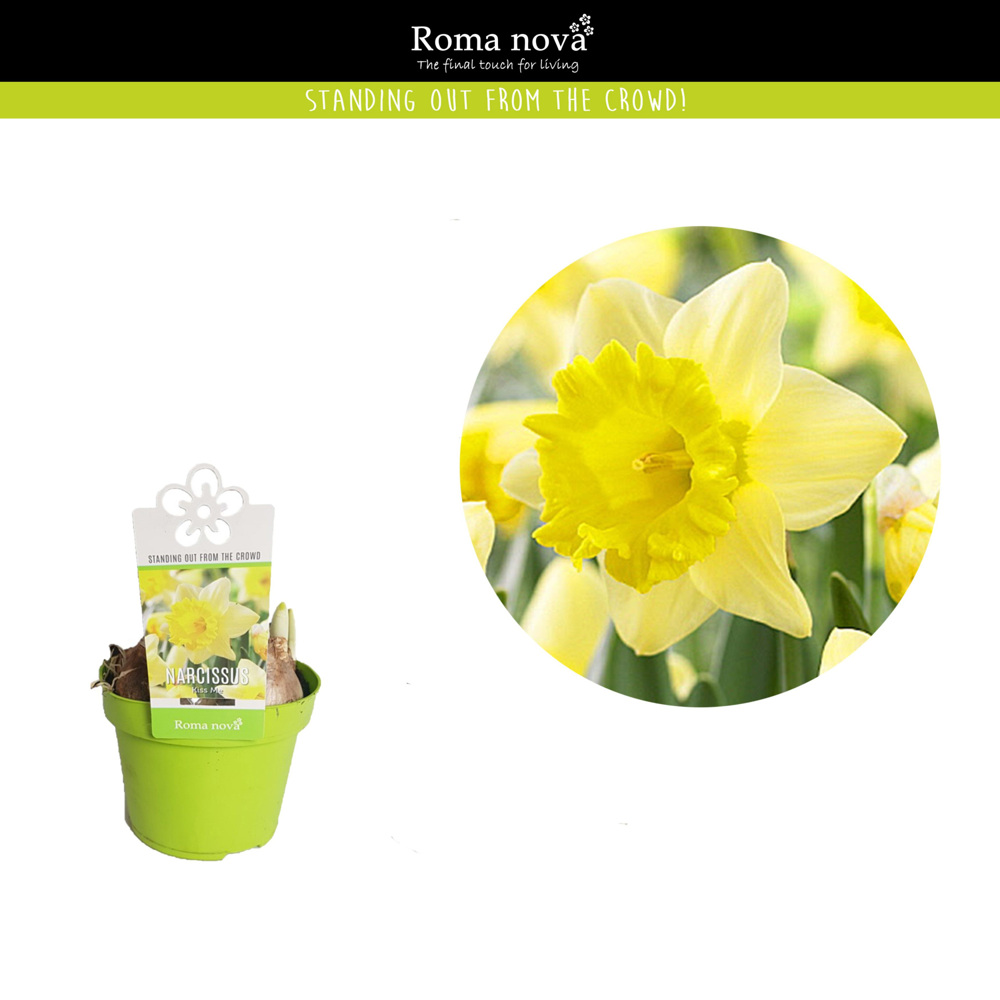 Narcissus Kiss Me 12cm, D 12