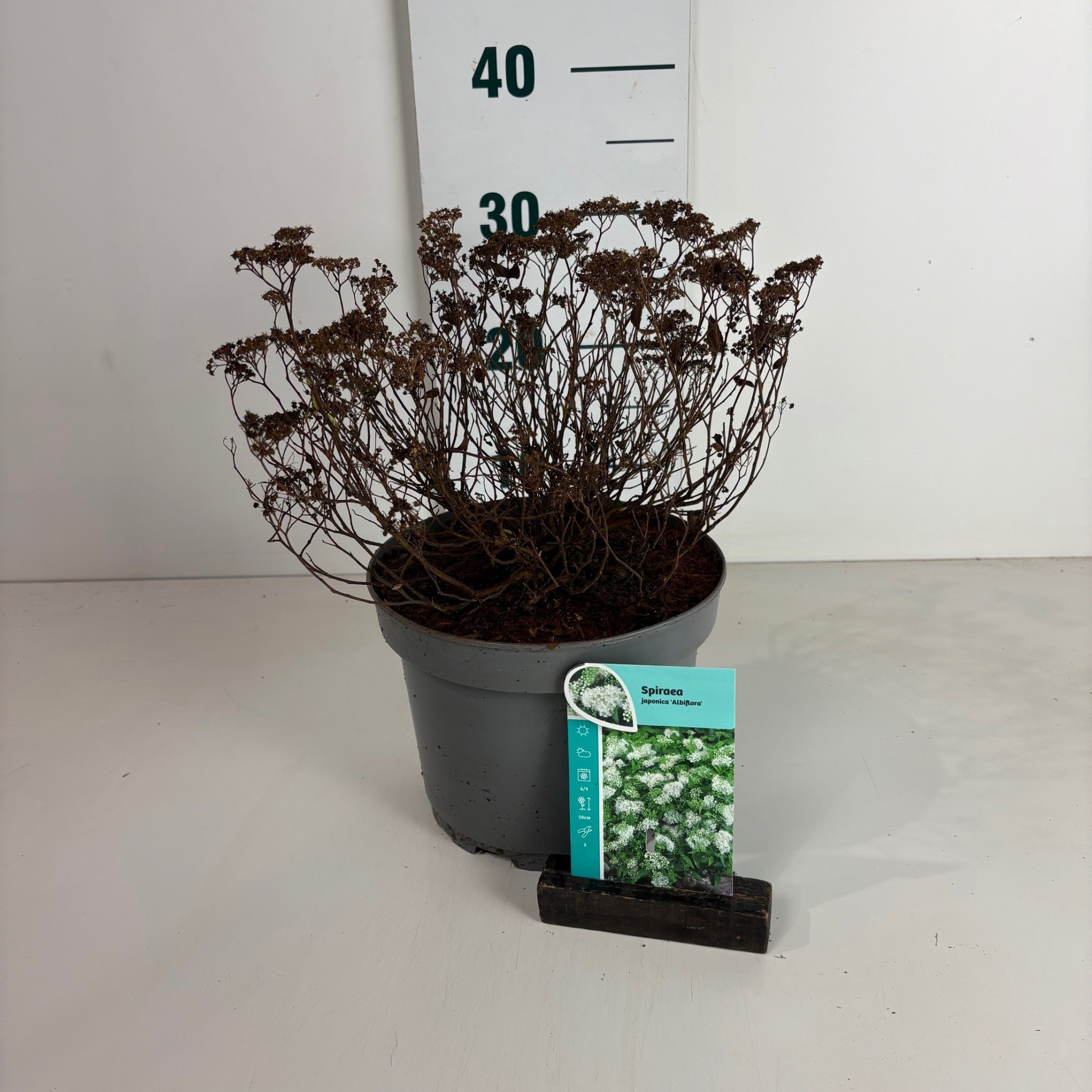 Spiraea japonica Albiflora, D 20
