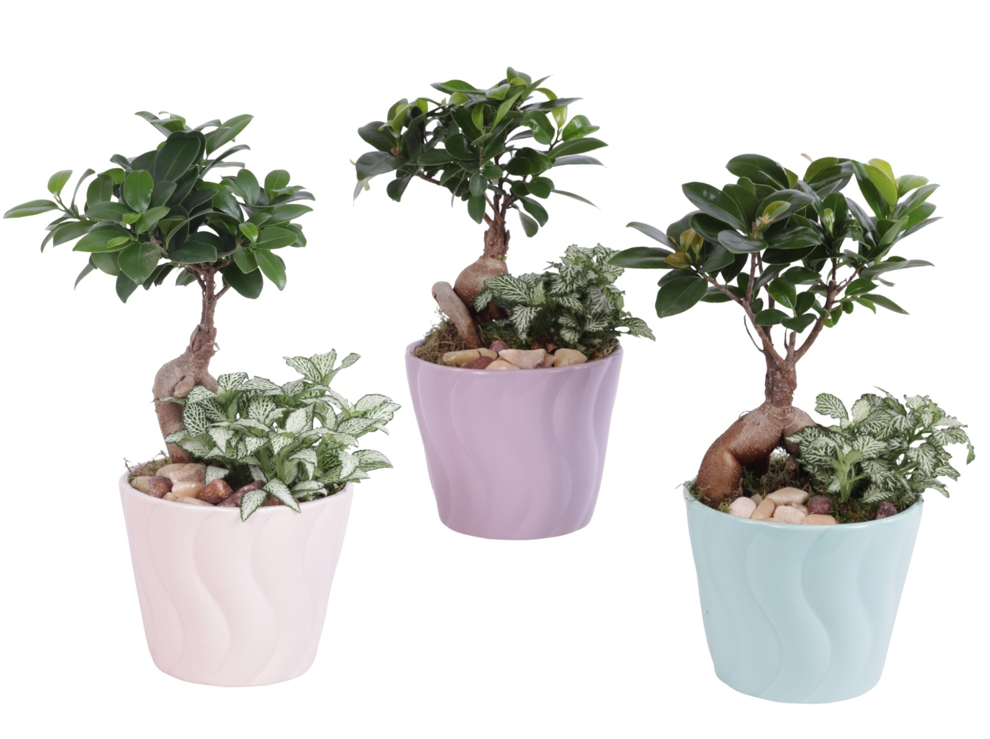 Yearround Arr. Indoor Ceramic Soft Elegance SE662 Ø14cm 2PP, D 14