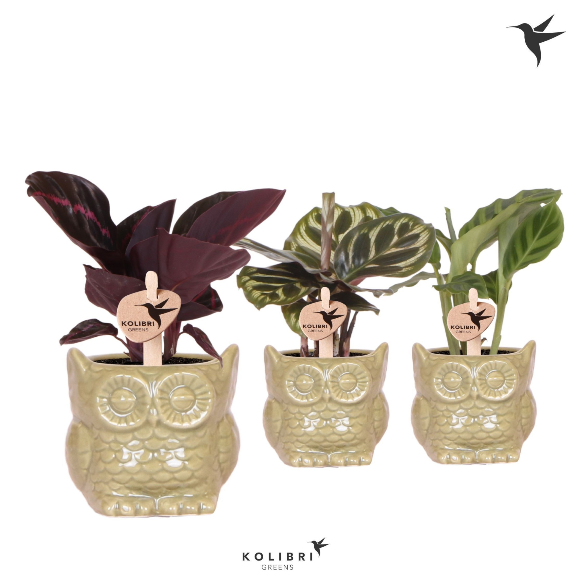 Kolibri Greens Calathea mix in Owl pot green, D 6 cm