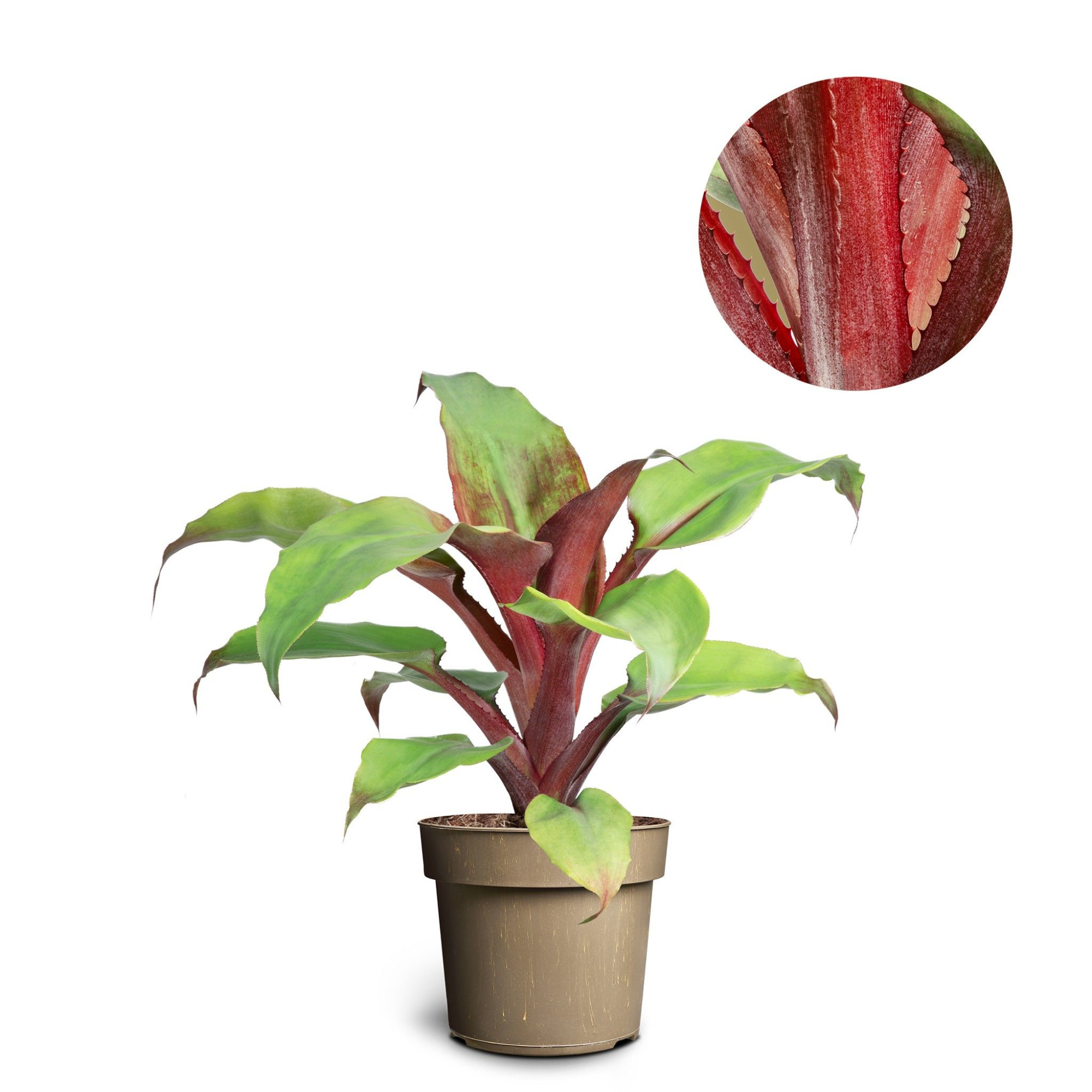 Aechmea tayoensis, D 17 cm