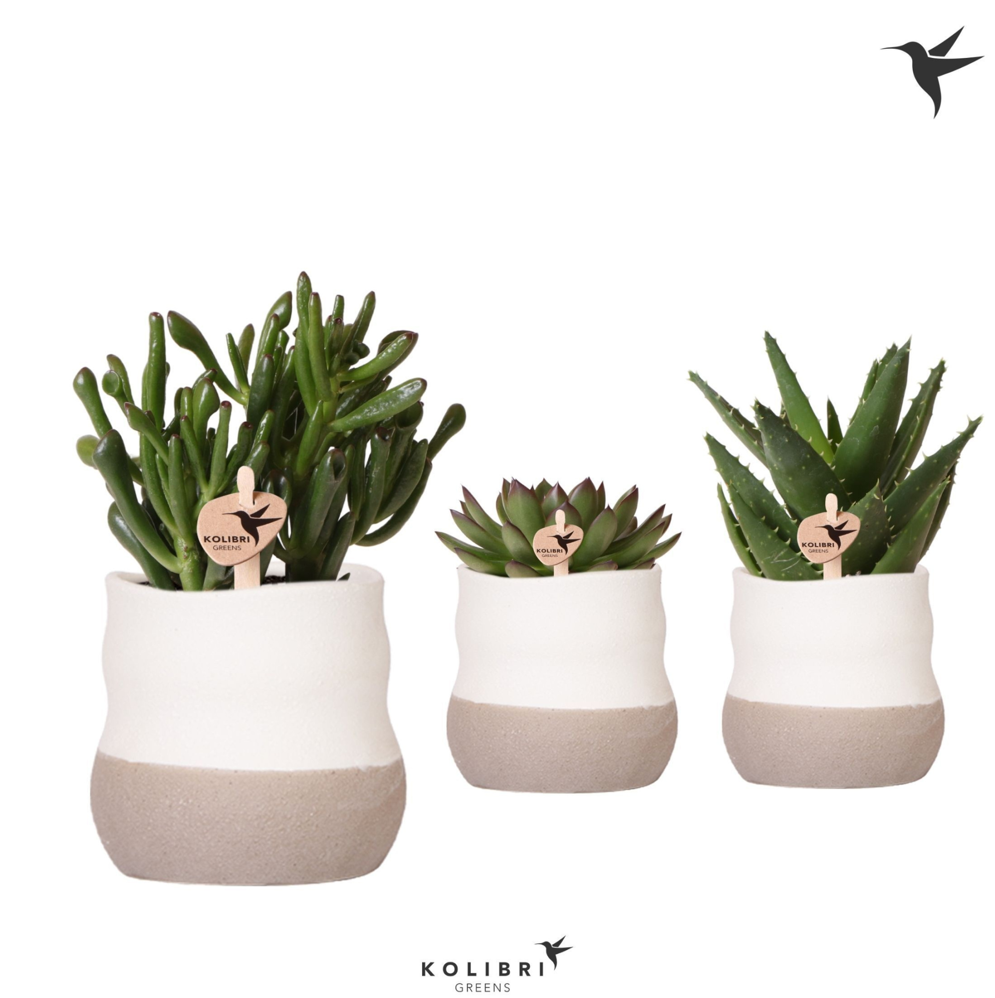 Kolibri Greens Succulenten mix in Imperfect Bag pot, D 9 cm