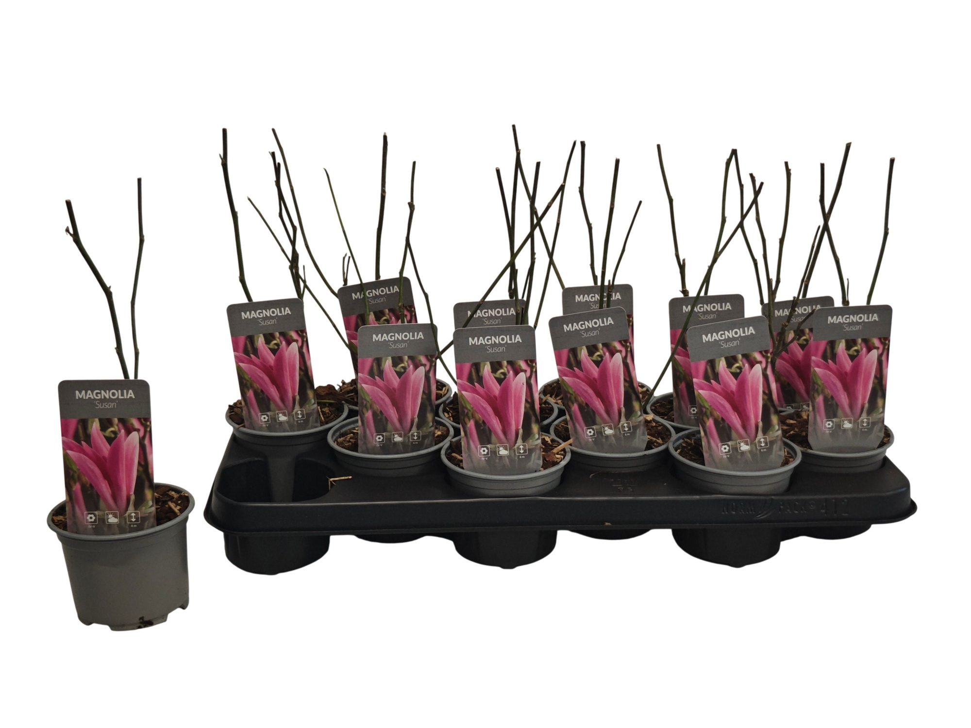 Magnolia Susan P10,5, D 10