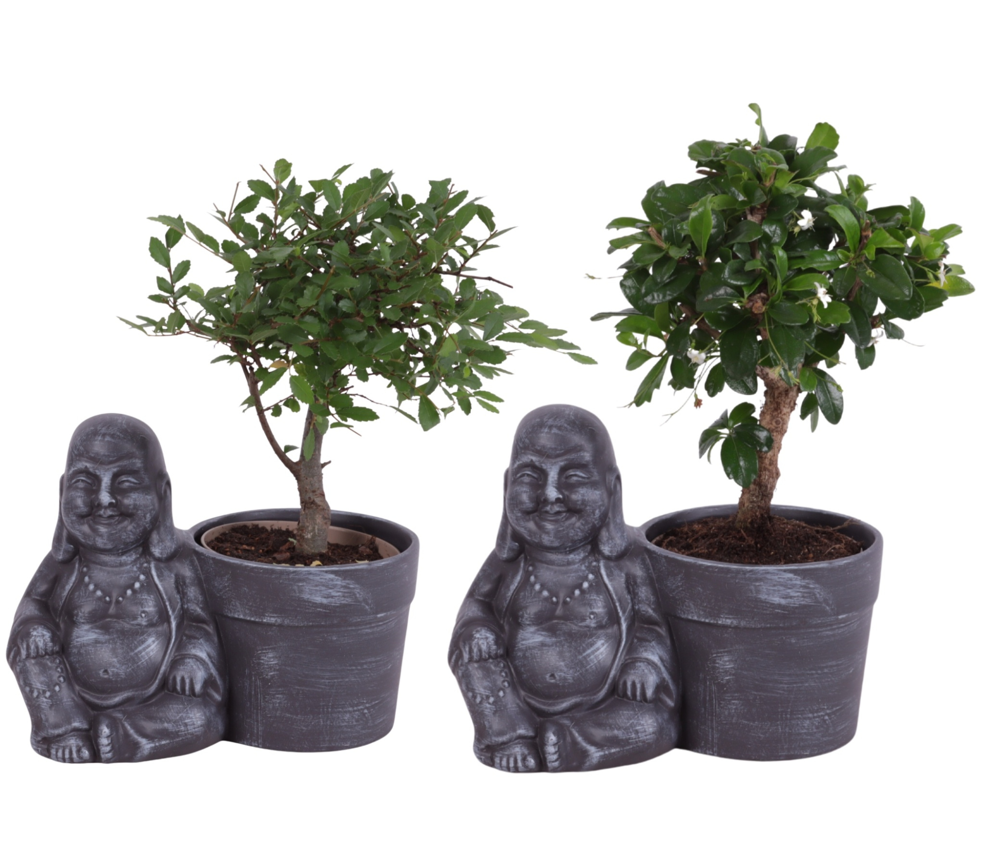 Bonsai Indoor Mix Ø09cm Ball Shape in Ceramic Buddha Ø19cm, D 19