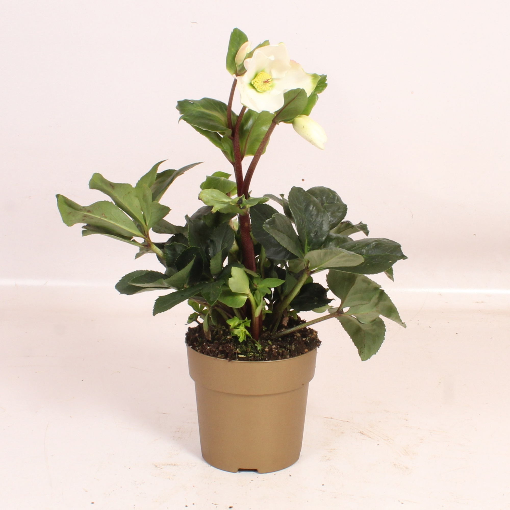 HGC Helleborus Winter Ballet White in gouden pot, D 15 cm