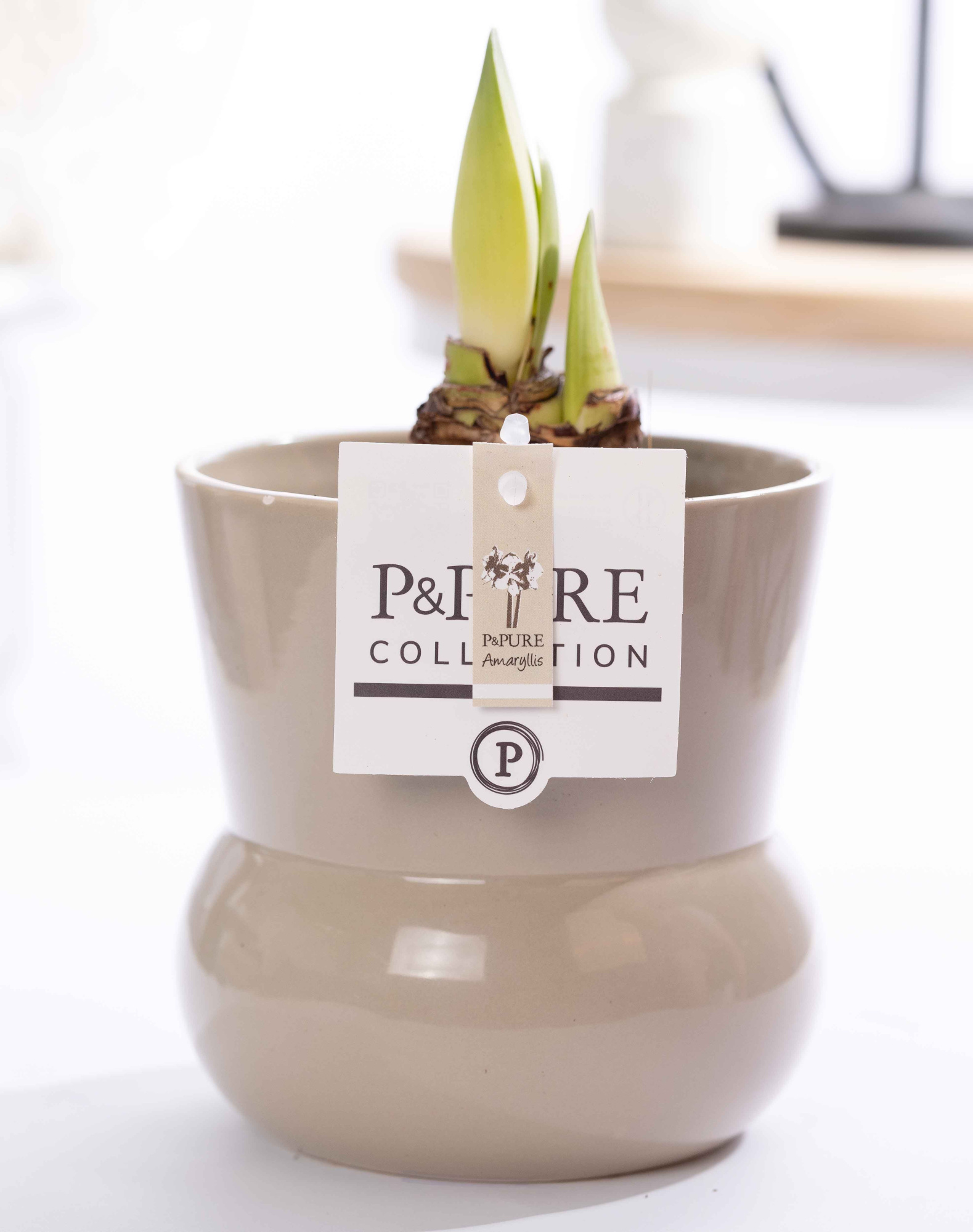 Hippeastrum white in P&PURE Plant Vase Maxima green, D 12 cm