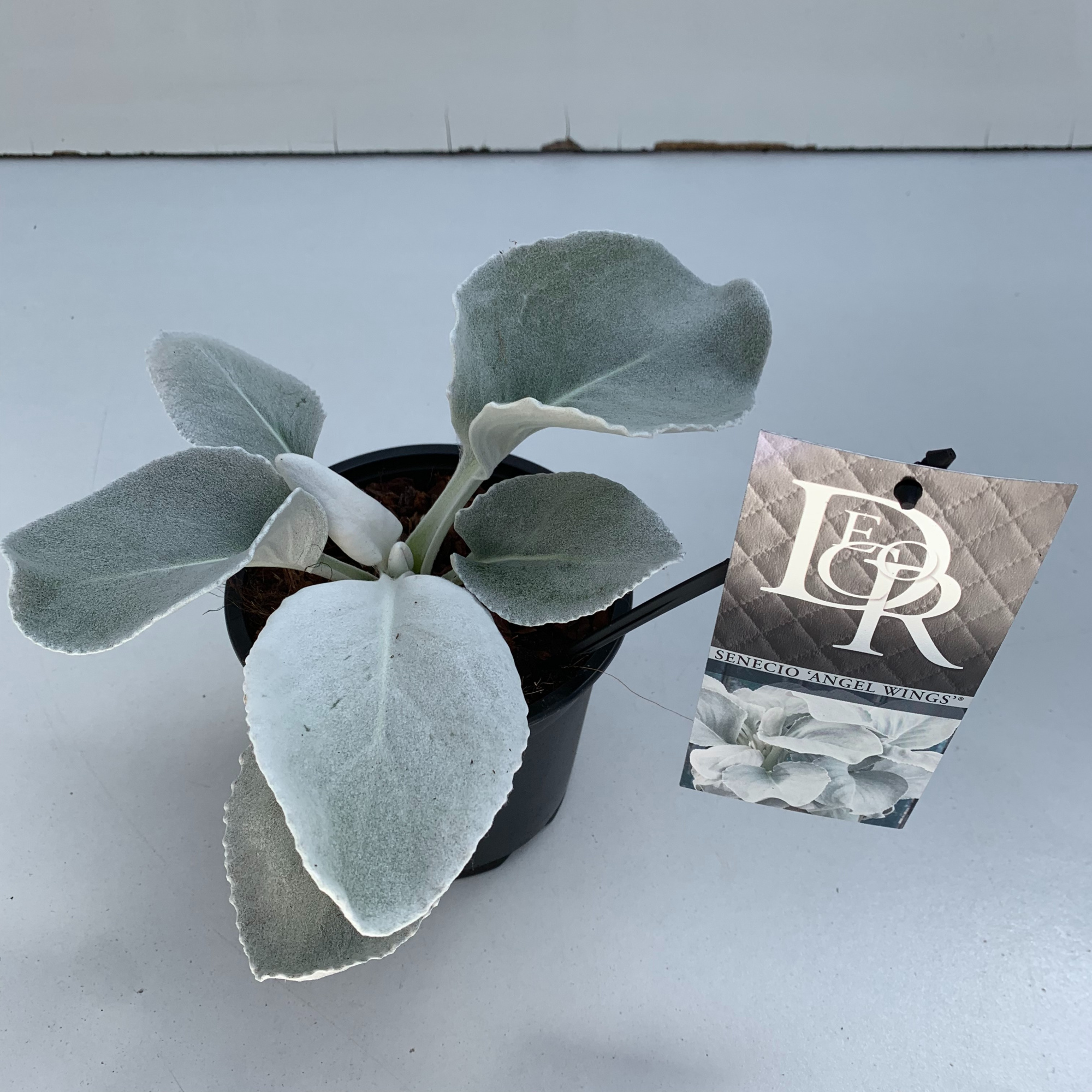 Senecio 'Angel Wings', D 13 cm