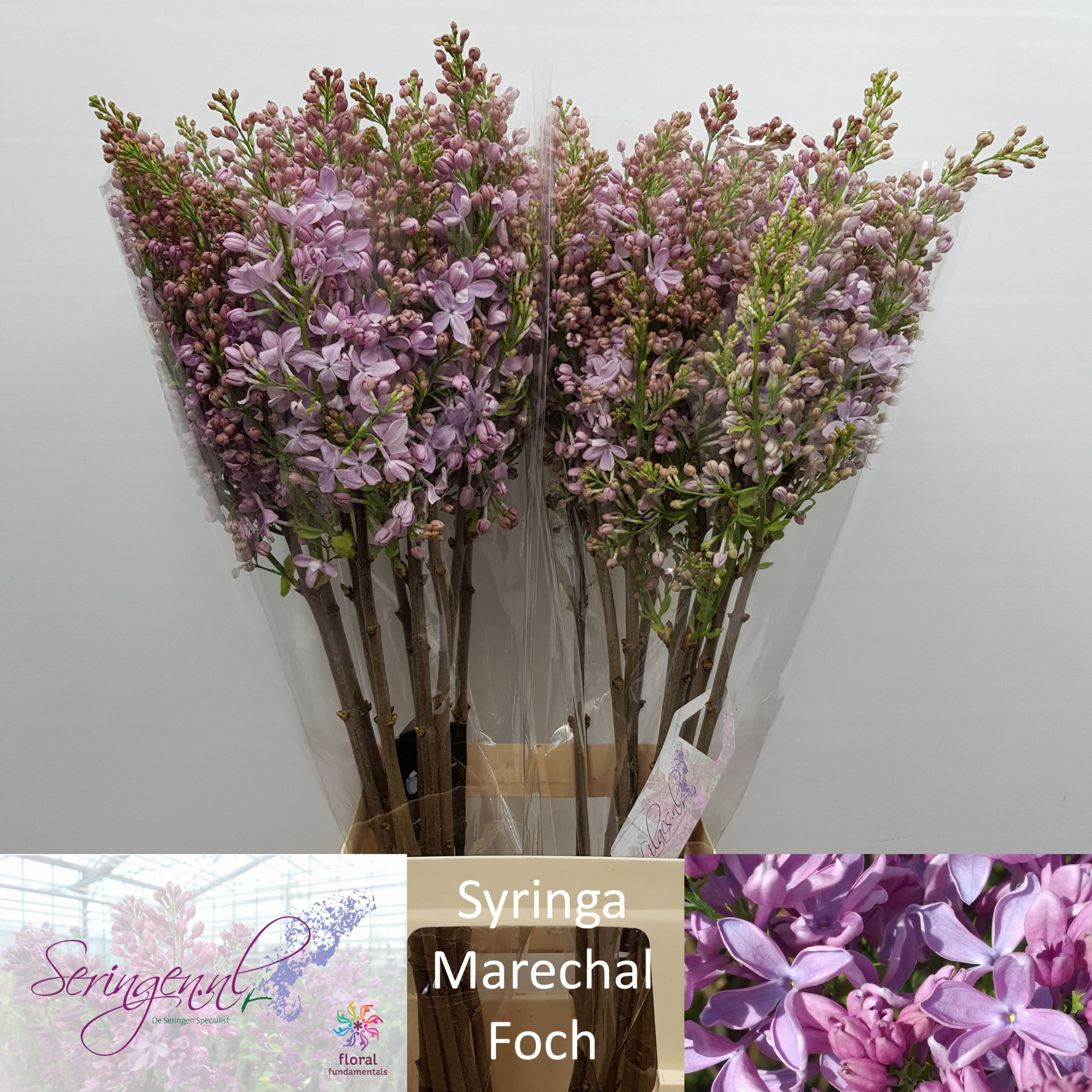 Сирень Маршал Фох 80 (роз.), шт.