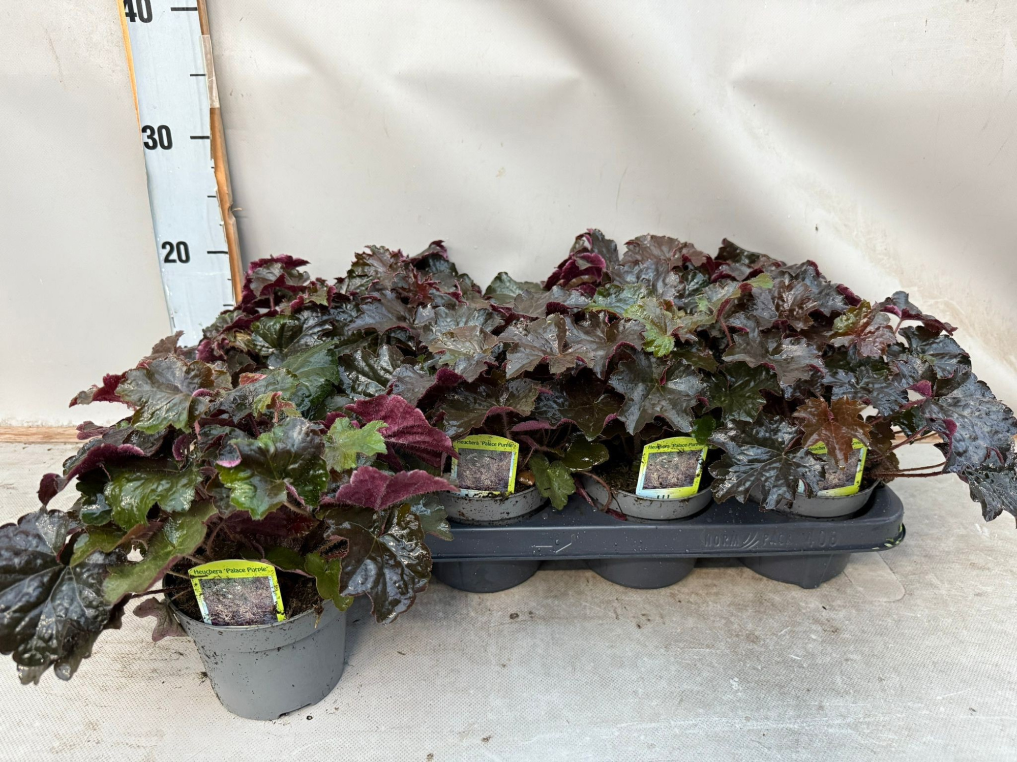 Heuchera Palace Purple, D 12 cm