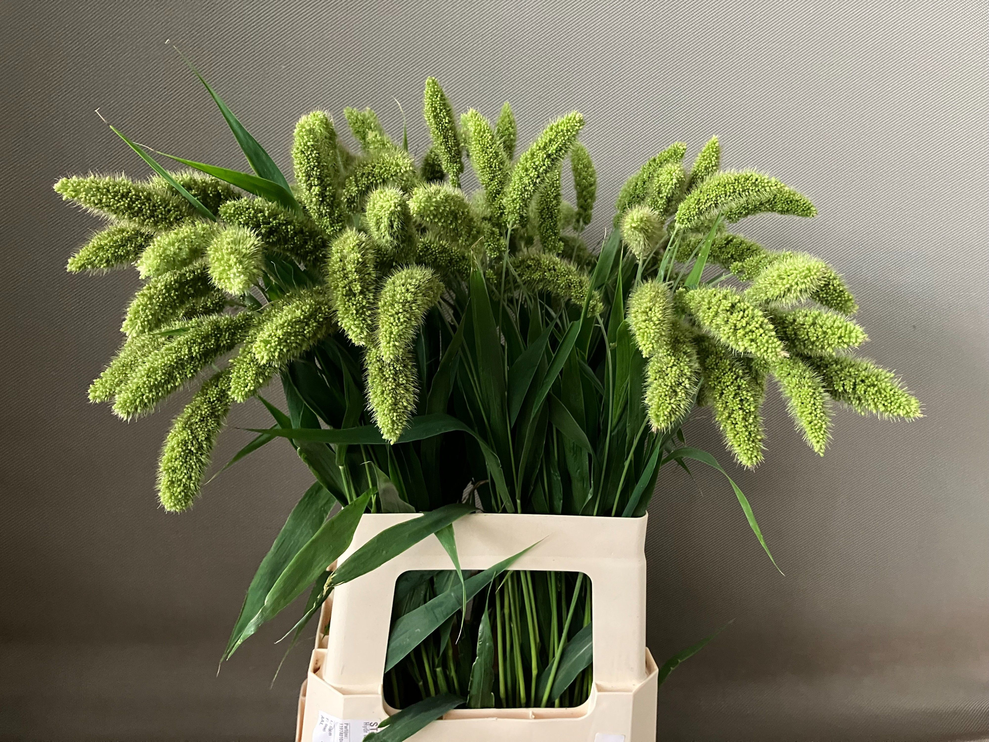 Сетария Италика 70, шт.