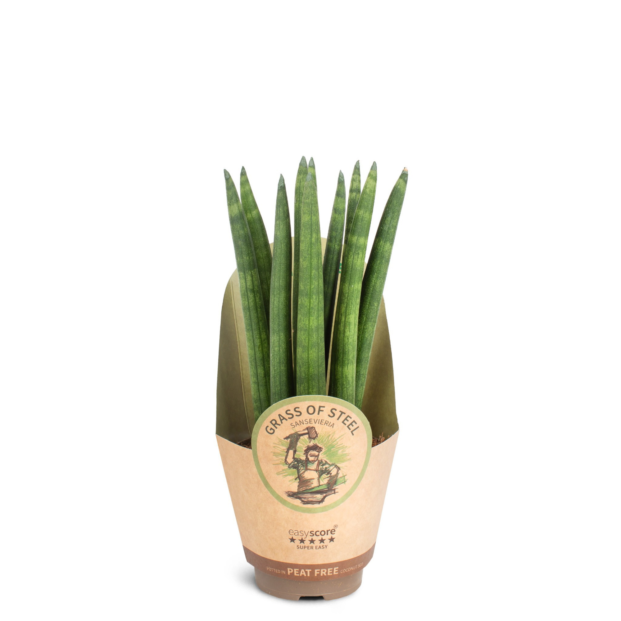 Sansevieria cylindrica Straight, D 9