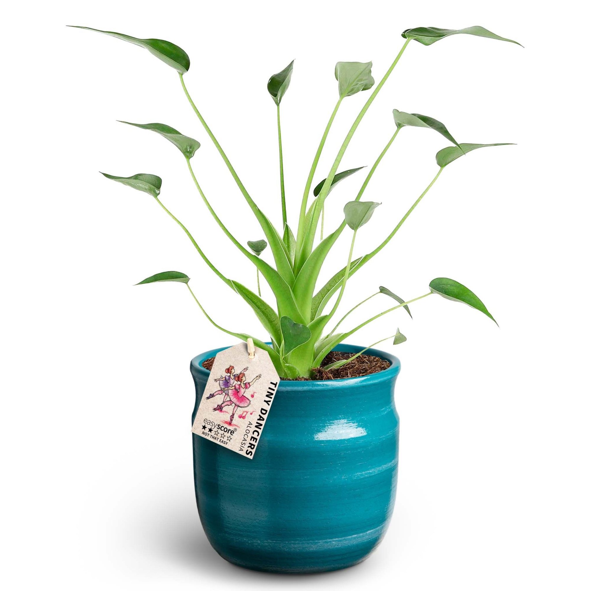 Maceta Teal, Alocasia ´Tiny Dancers´ ®, D 12 cm