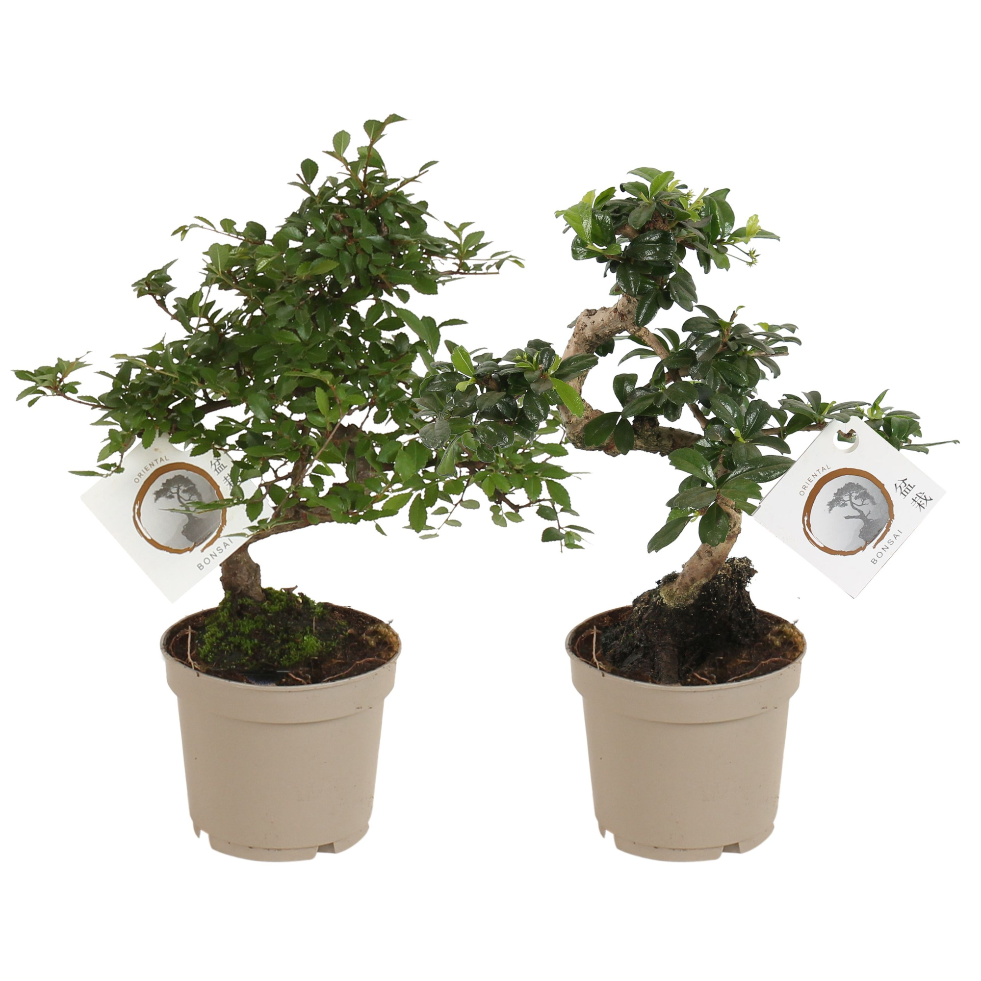 Bonsai Mix pot in ø12cm Carbon Free Plastic pot S-shape, D 12 cm