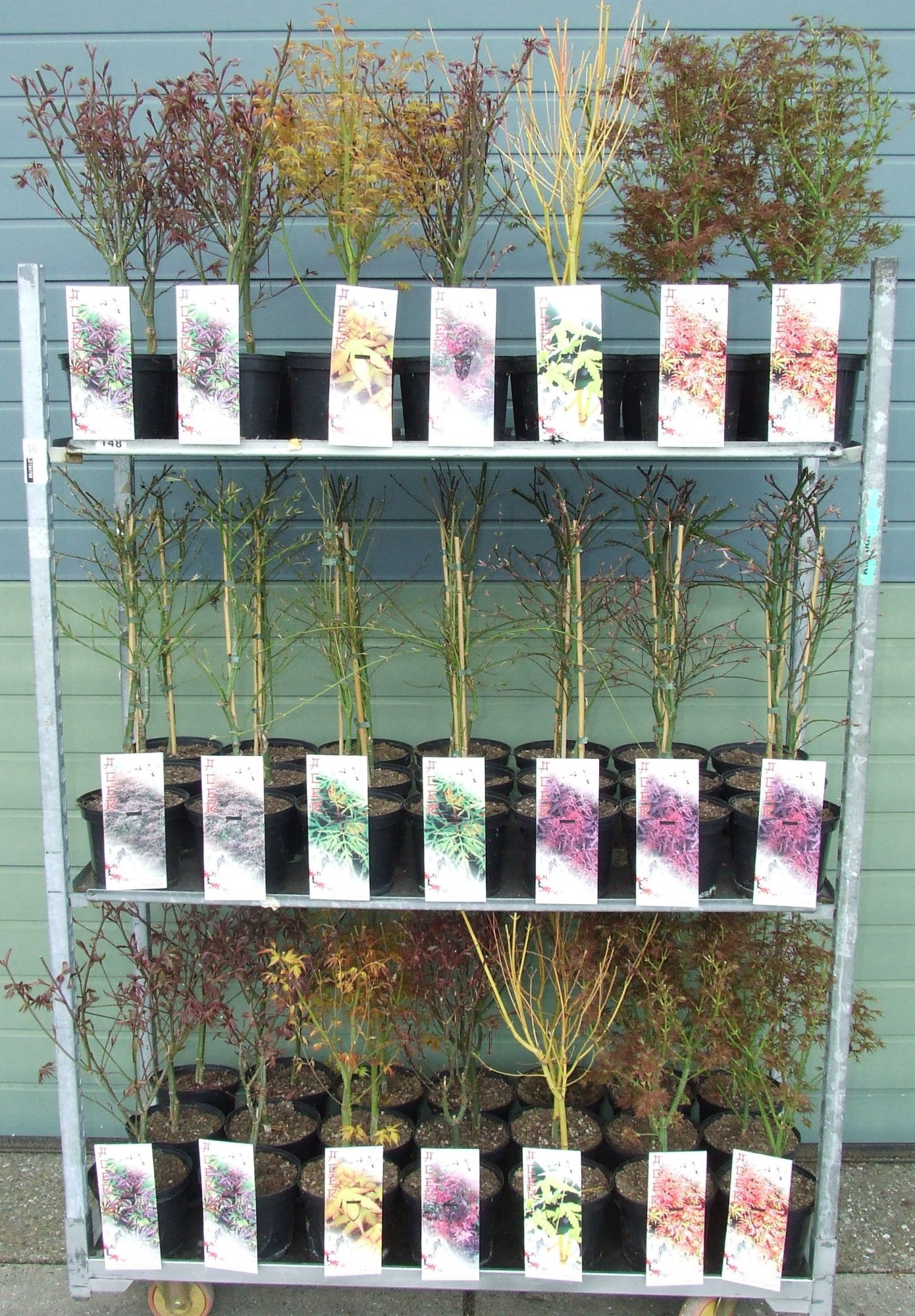 Acer mix-4 P19 Full CC, D 19 cm