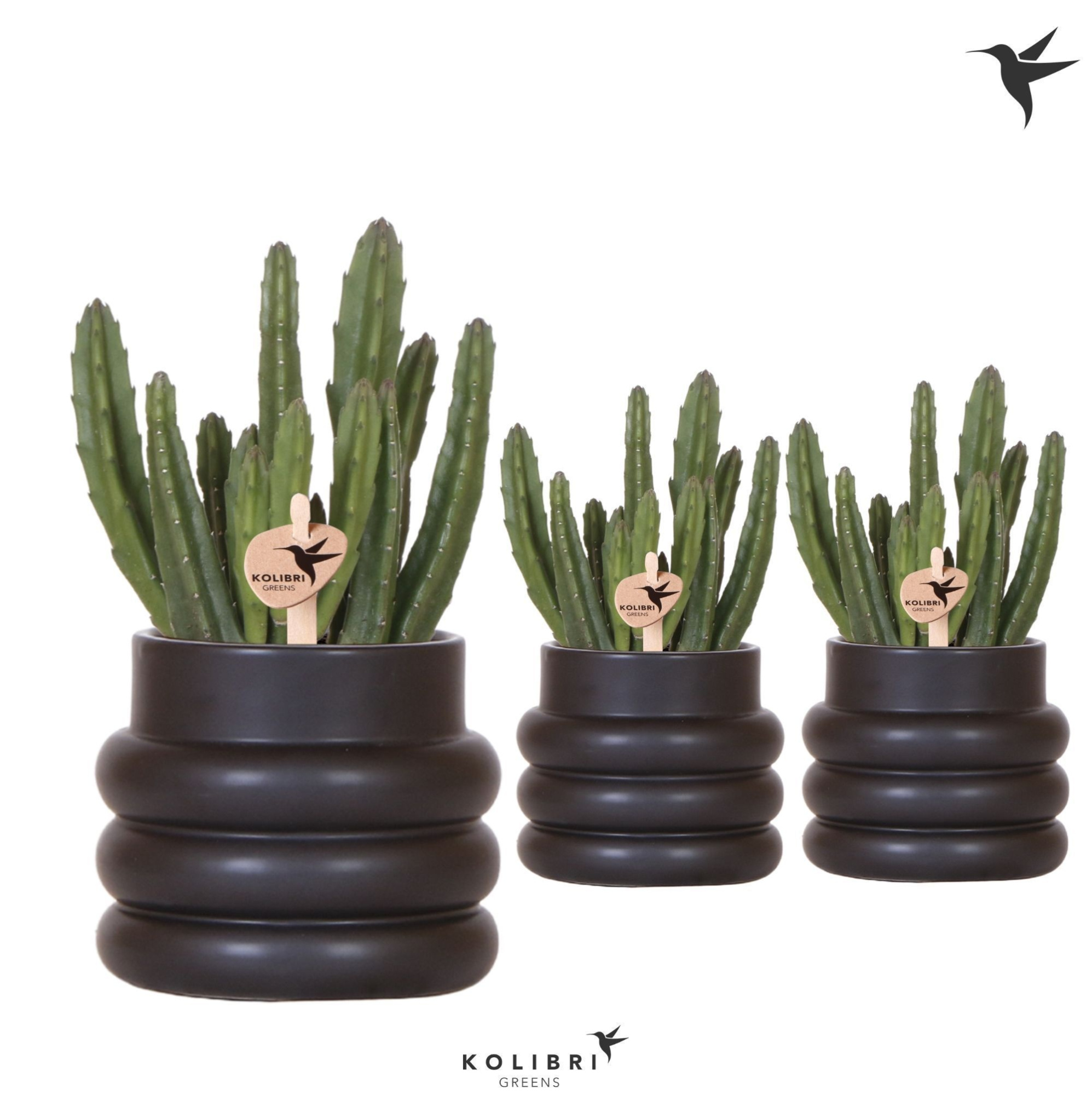 Kolibri Greens Stapelia Leendertziae in Bubble pot black, D 9 cm