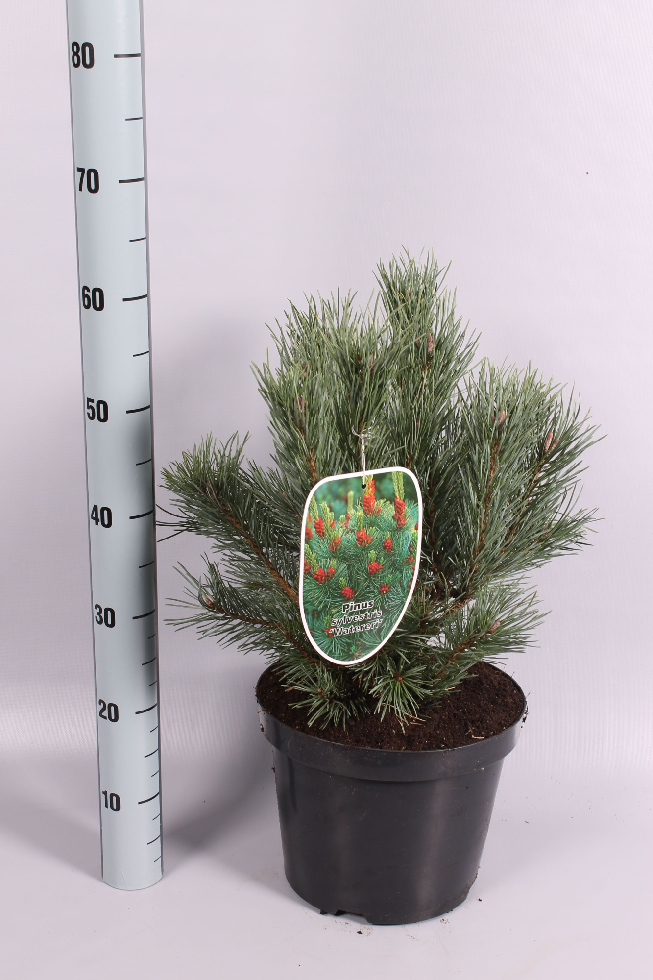 Pinus syl. 'Watereri', D 26 cm