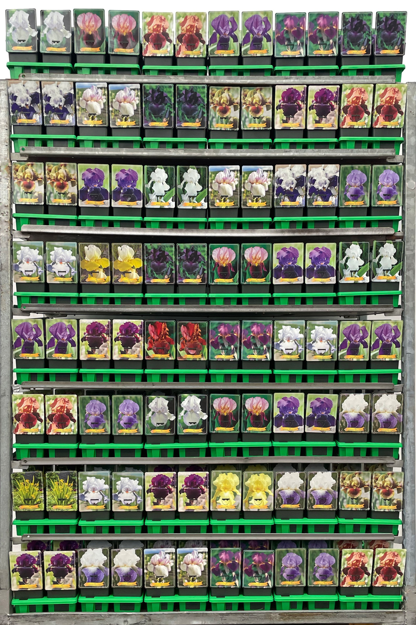 Iris germanica Mix CC P11, D 11