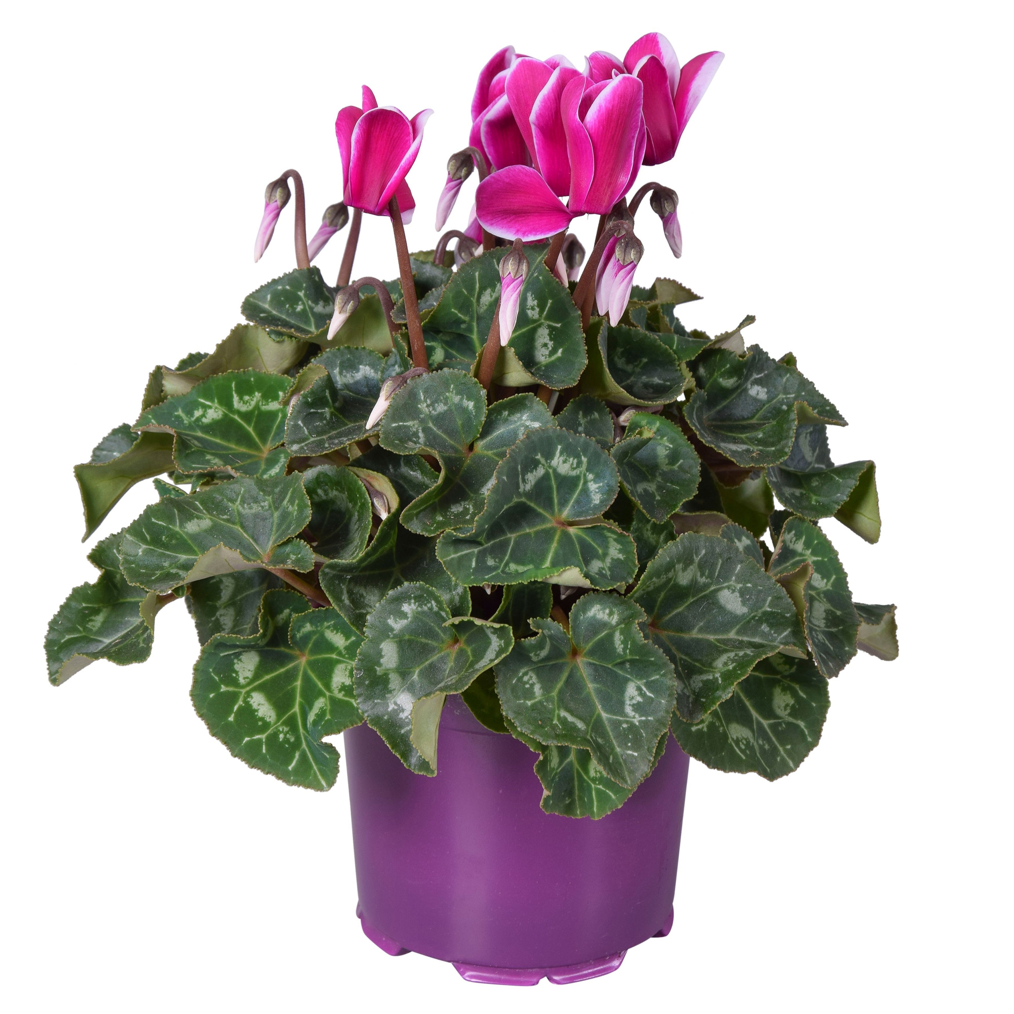 Cyclamen Super Serie Allure in Ton sur Ton kweekpot Fuji paars, D 12 cm