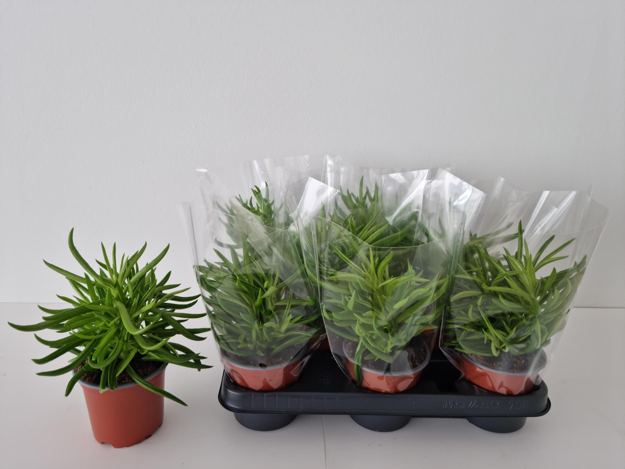 PEPEROMIA SPICIES 'NEVADA', D 11 cm