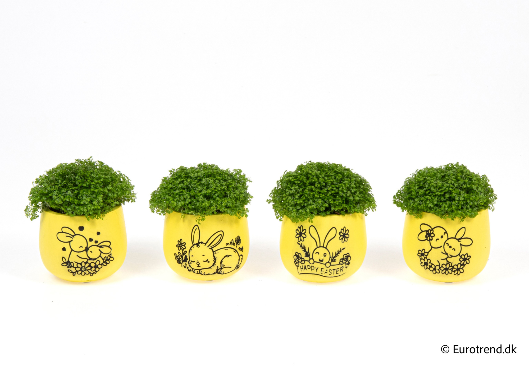 Sellaginella in Easter ceramic 2026, D 6