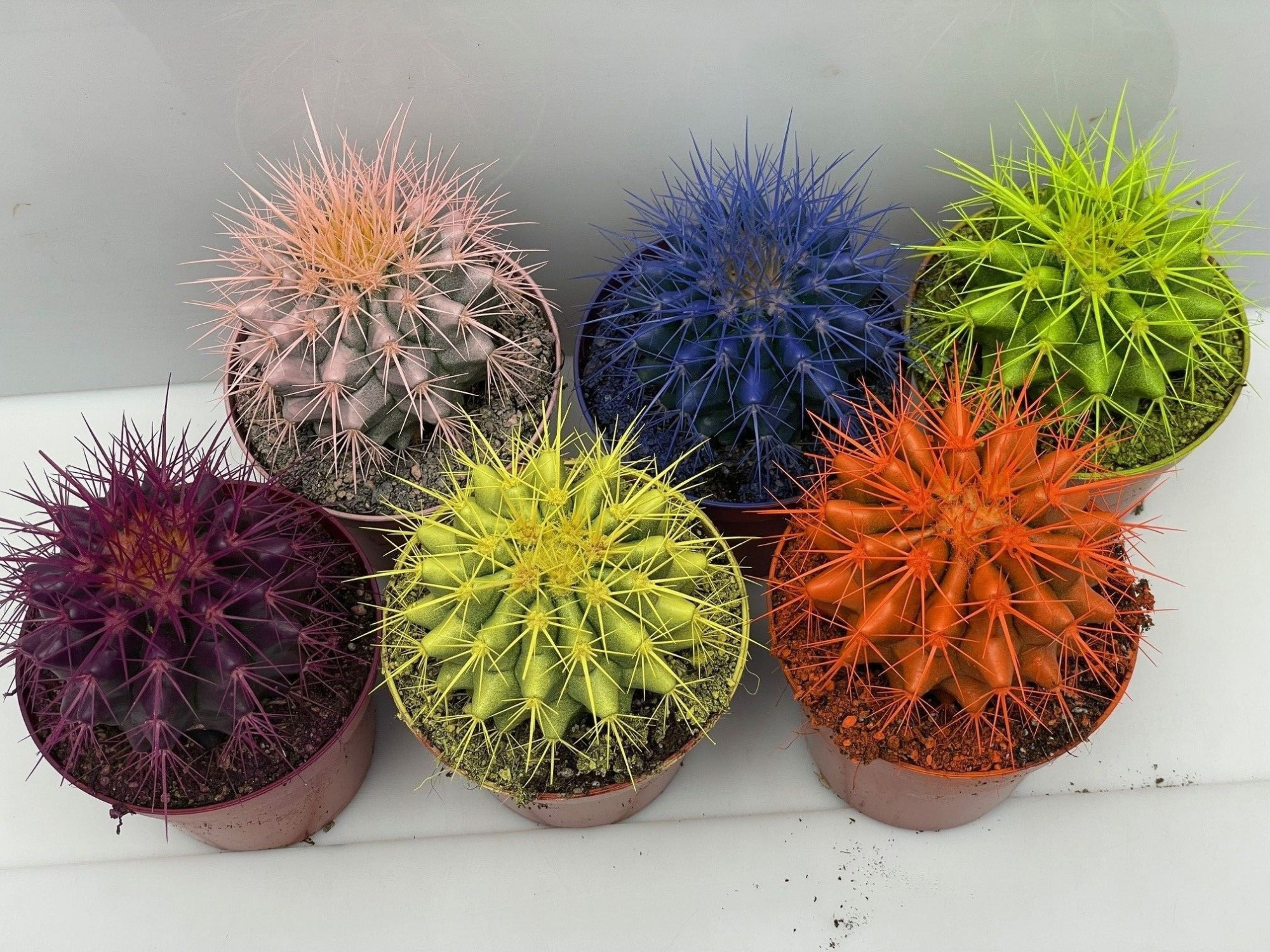 21 Echinocactus Grusonii Coloured 8,5 cm, D 8,5 cm