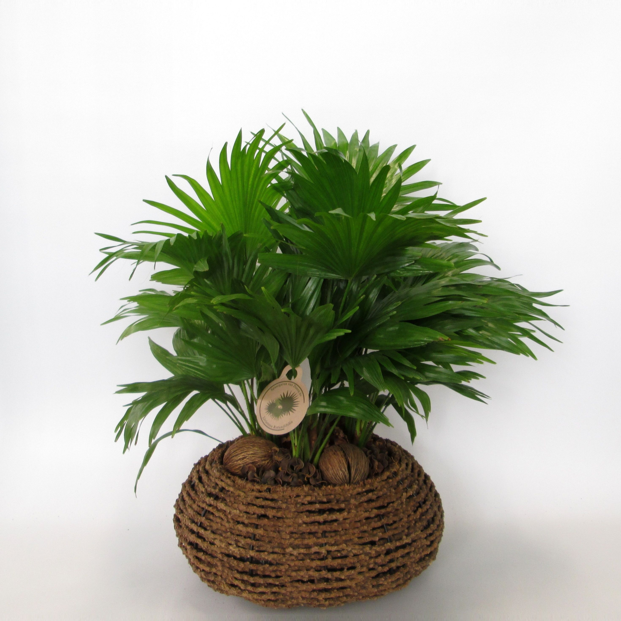 Livistona rotundifolia, D 40 cm