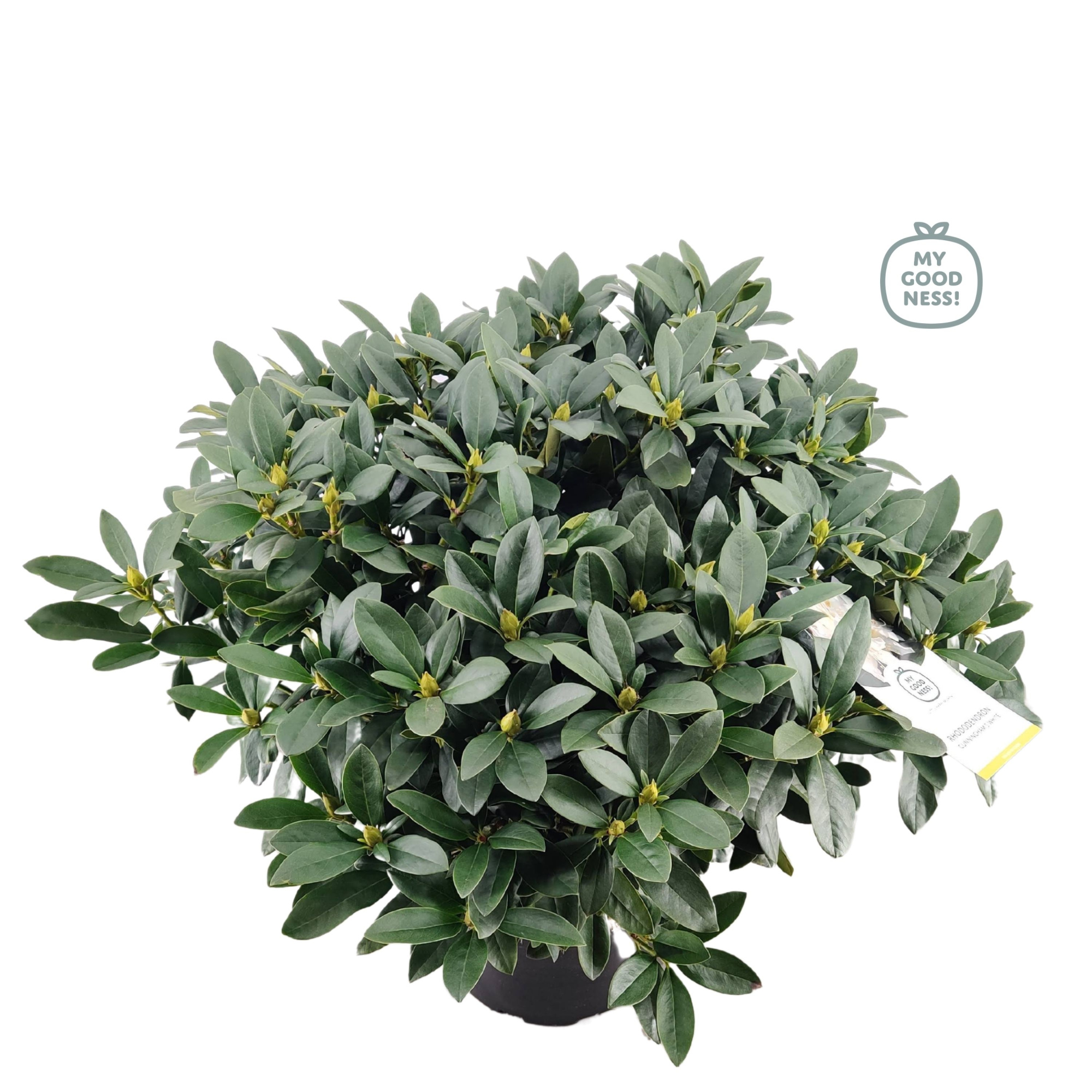 Rhododendron 100cm /25 liter 'Cunningham's White', D 38