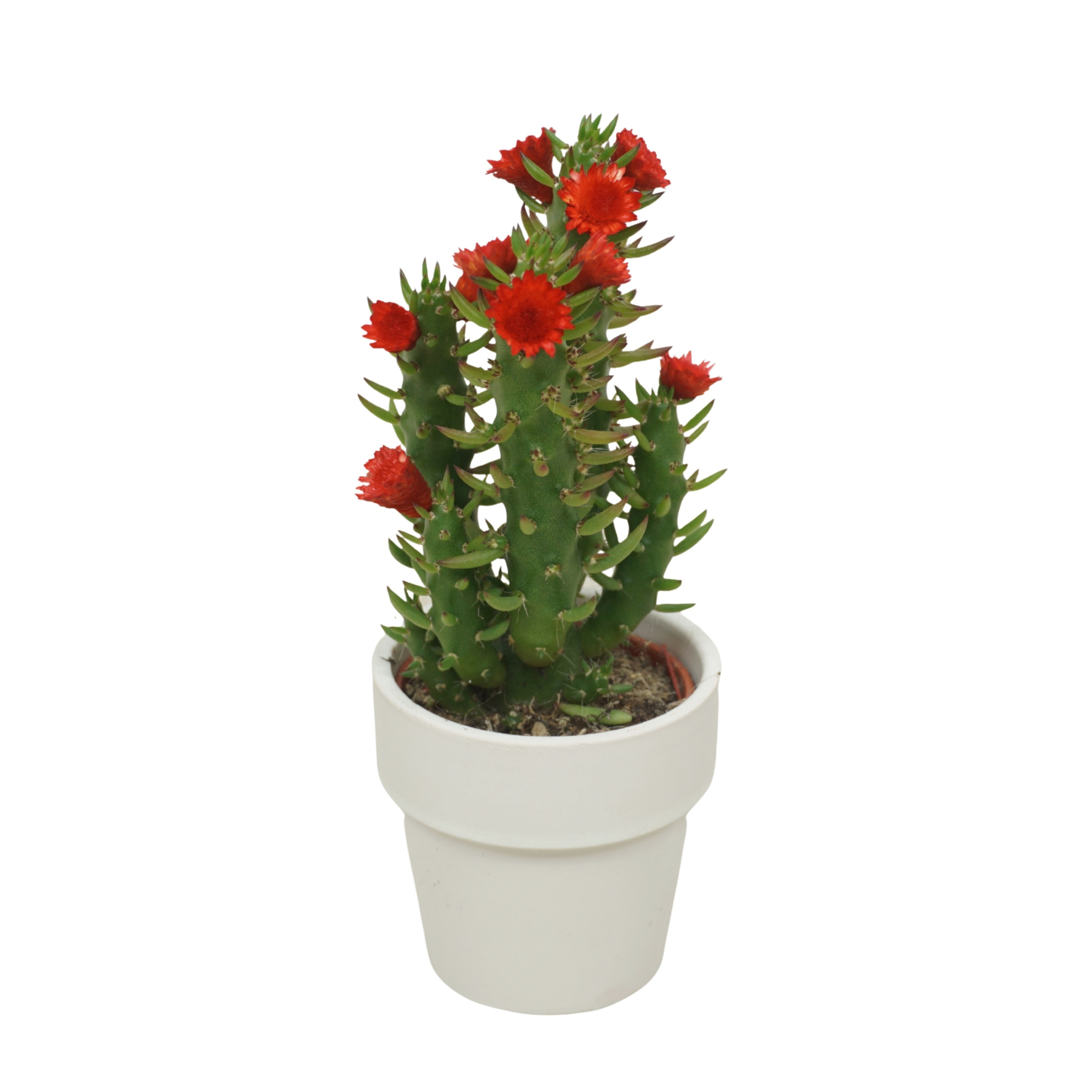 Opuntia rode strobloem in 6 cm Wit Kraagpotje, D 5,5 cm