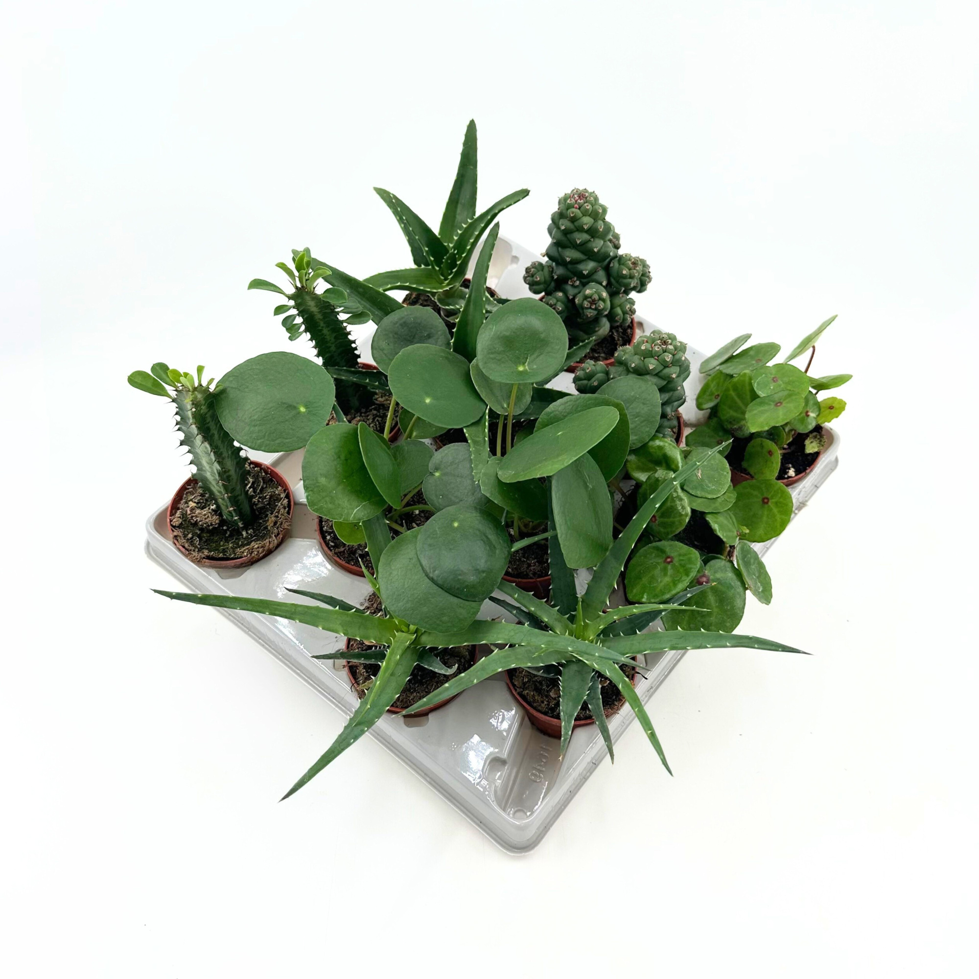 Botanic Mix Mini, D 6 cm