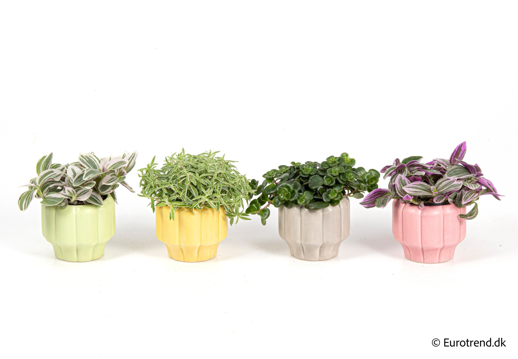 Green mix in ceramic - Spring, Summer & Autumn 2025, D 6 cm