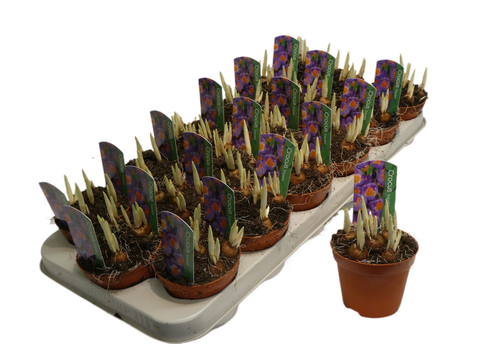 Crocus tricolor, D 9