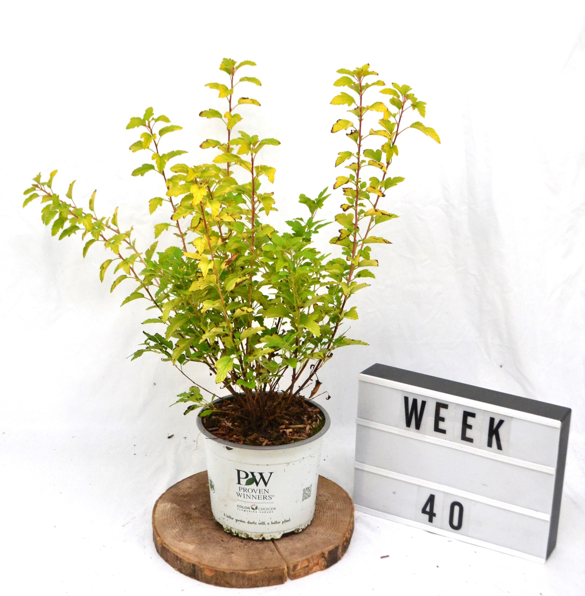 Physocarpus opulifolius Tiny Wine Gold C3, D 19 cm